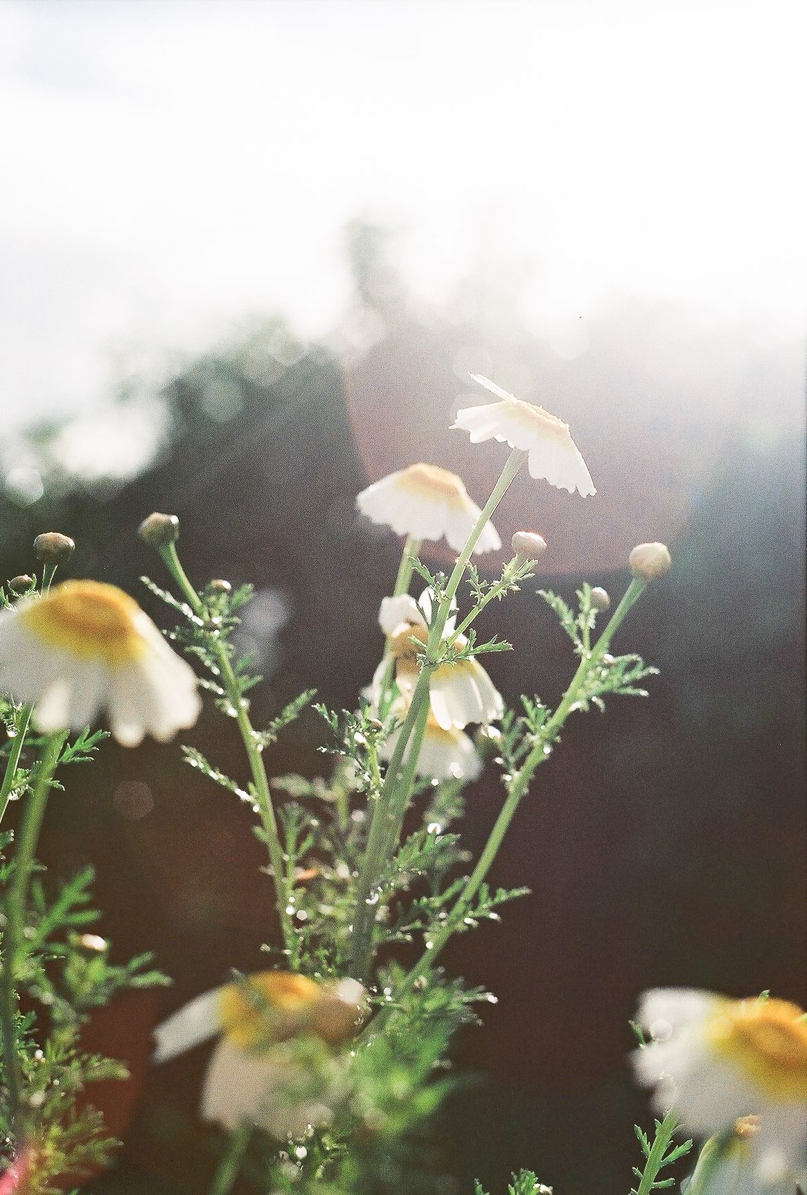 White daisy flowers with delicate petals bloom among green foliage in soft natural light.