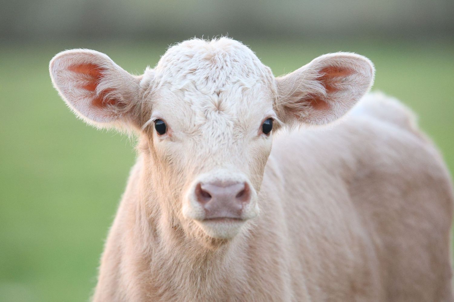 cattle and livestock photographer, sales and marketing