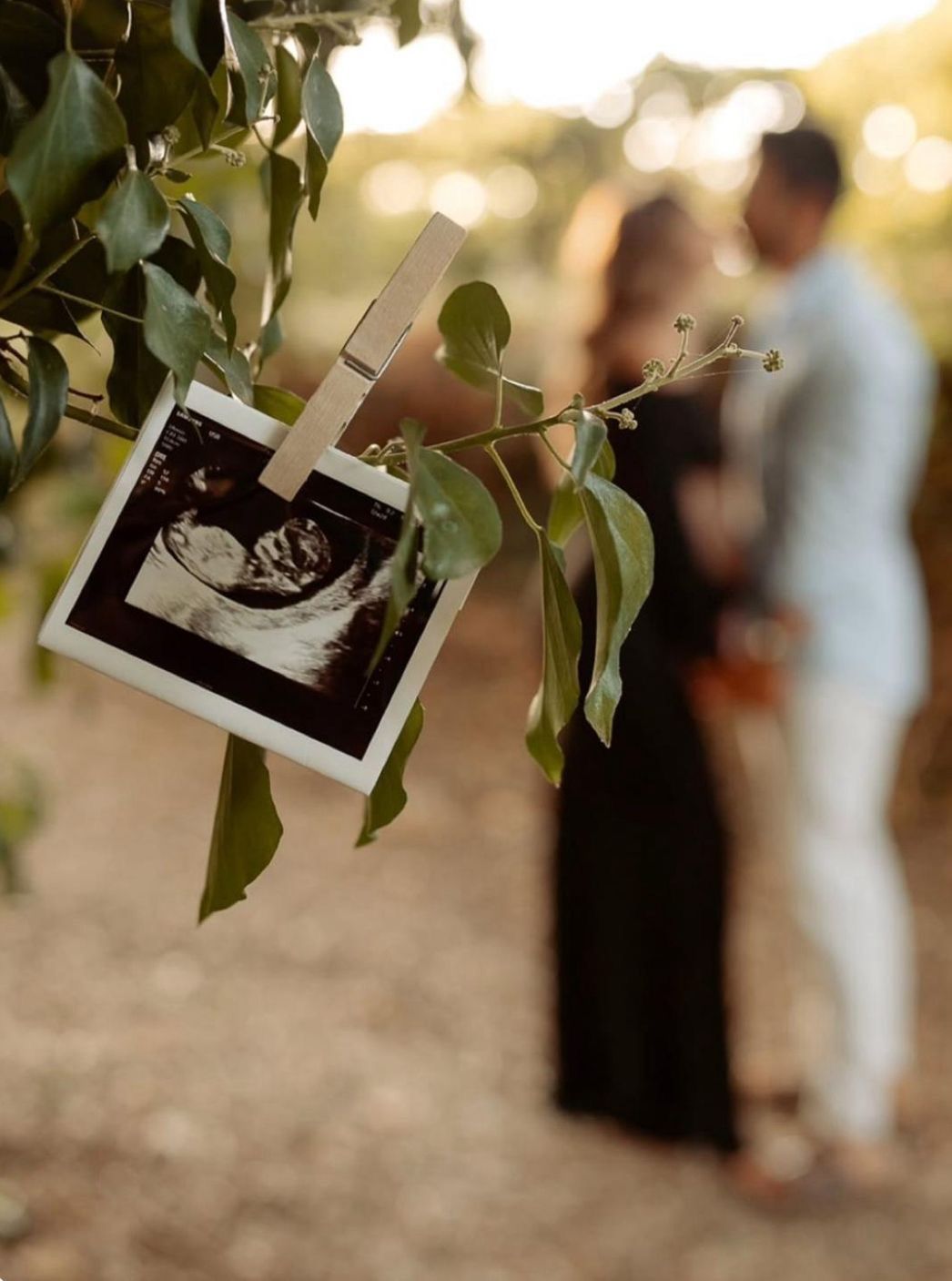 Ultrasound photo clipped to tree branch with blurred pregnant couple embracing in golden light background.