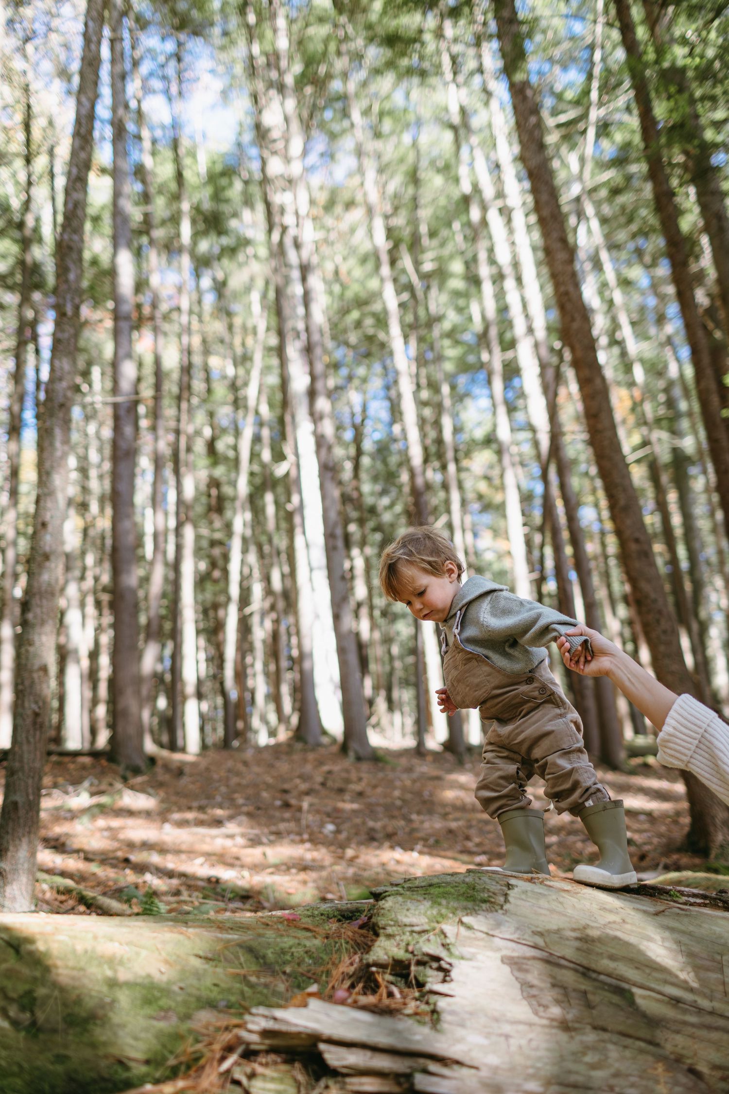 A playful moment in a tall pine forest with sunlight filtering through trees.