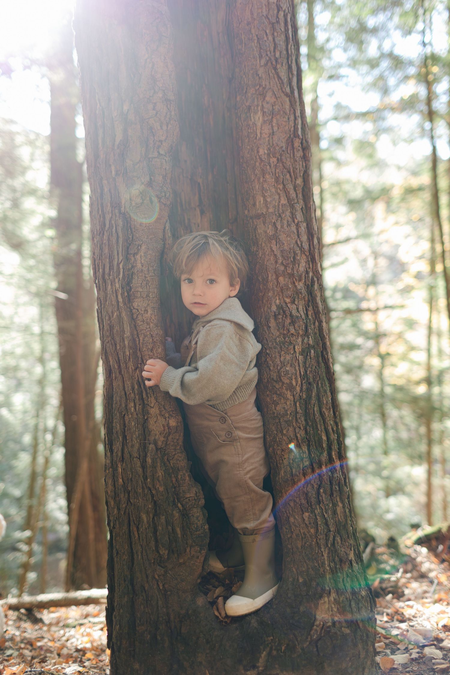 Small child in brown overalls climbing a large pine tree trunk in a sunny forest.