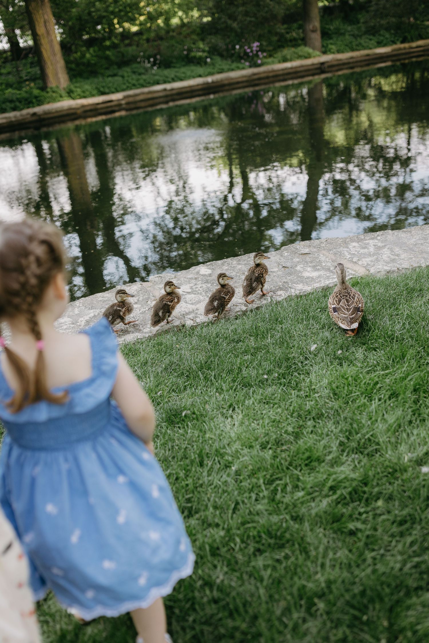 A line of ducks walking on grass near a reflective pond as someone in a blue dress watches from behind.