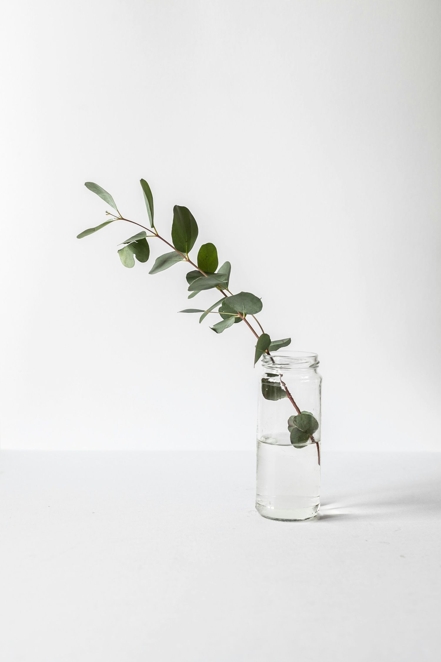 A minimalist composition of eucalyptus stems in a clear glass vase against a white background.