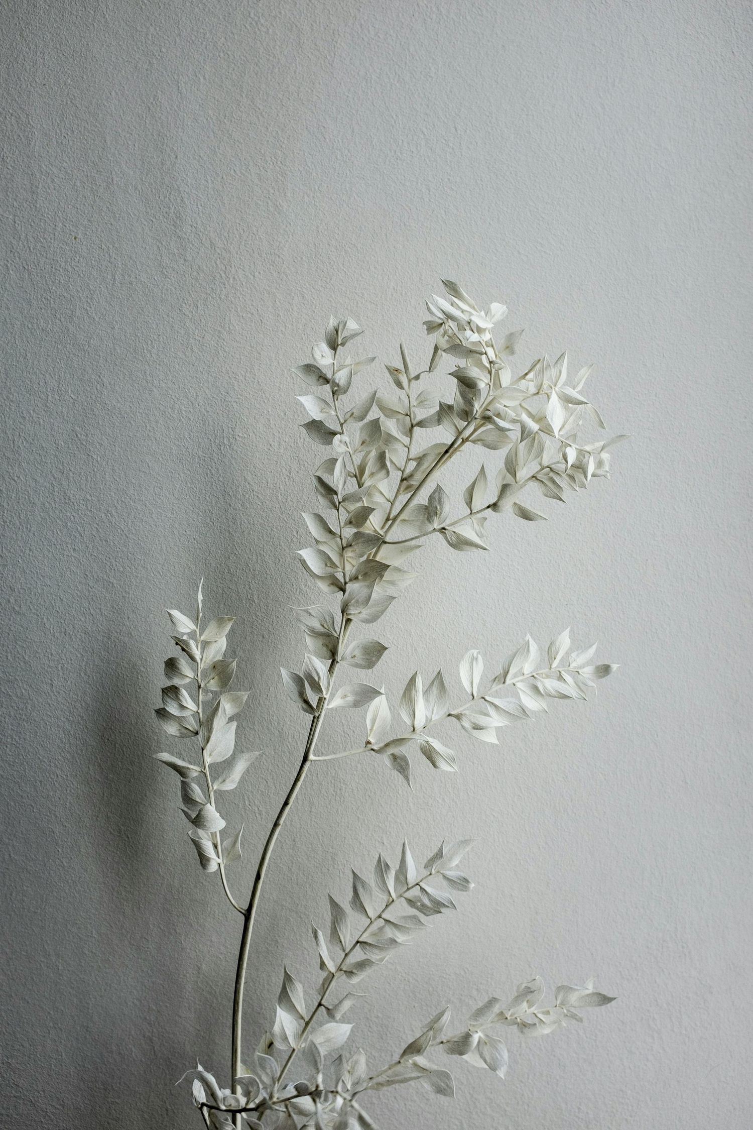 White delicate leaf branch with soft shadows against a light gray wall emphasizing minimalist natural beauty.