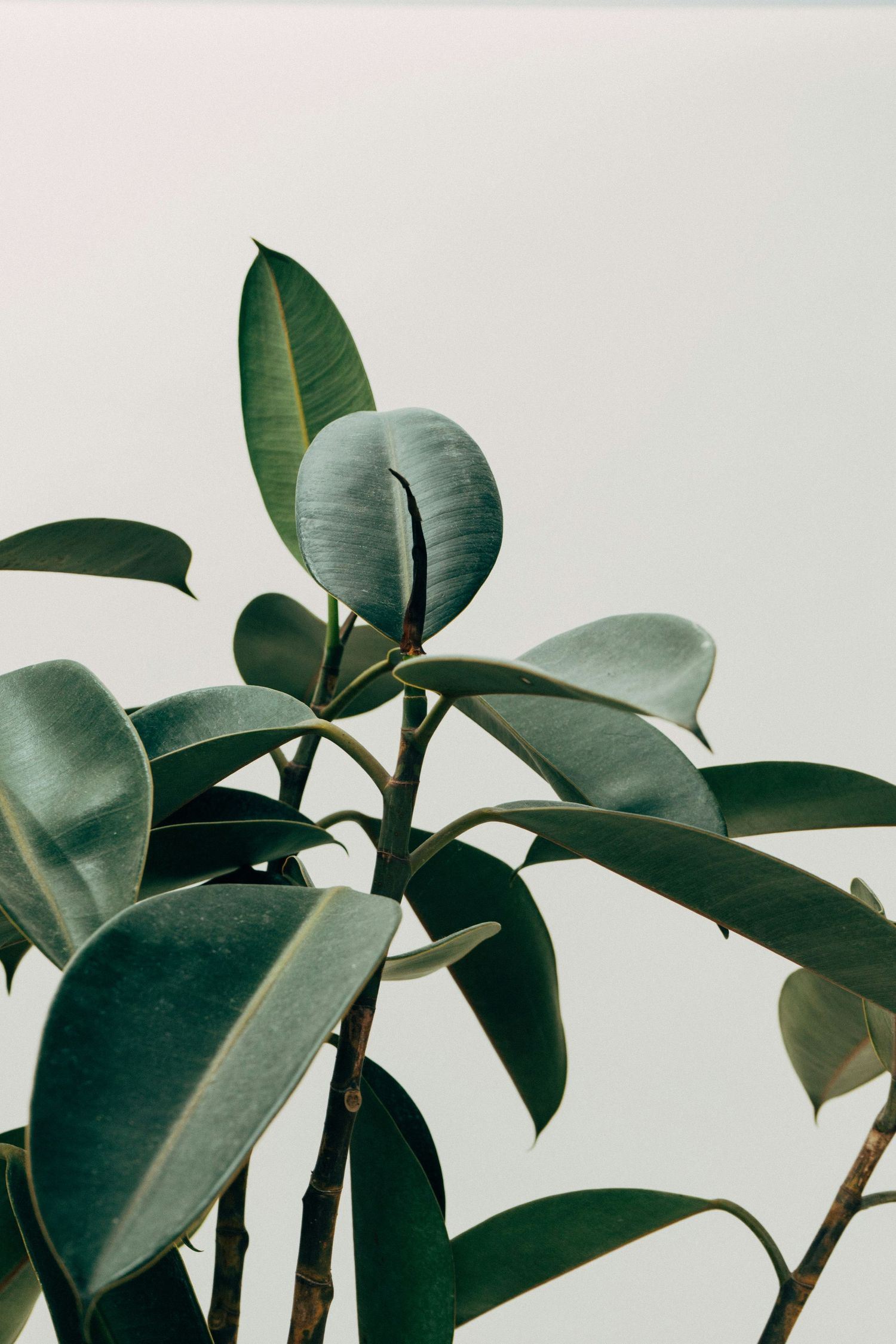 Close-up of lush green rubber plant leaves against light background.