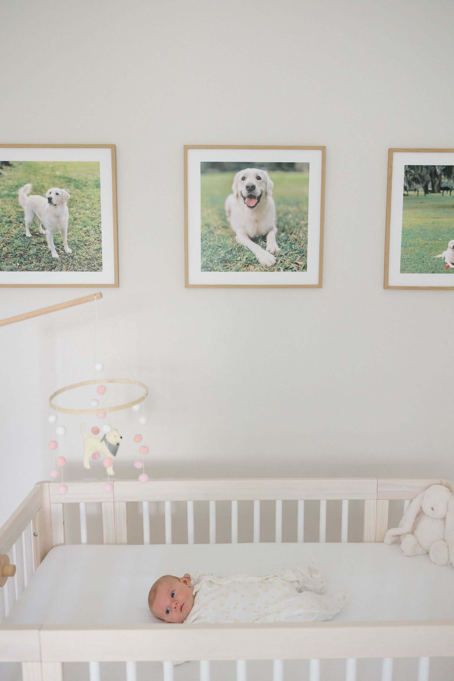 Minimalist nursery with white crib and framed dog photos displayed on light gray wall.