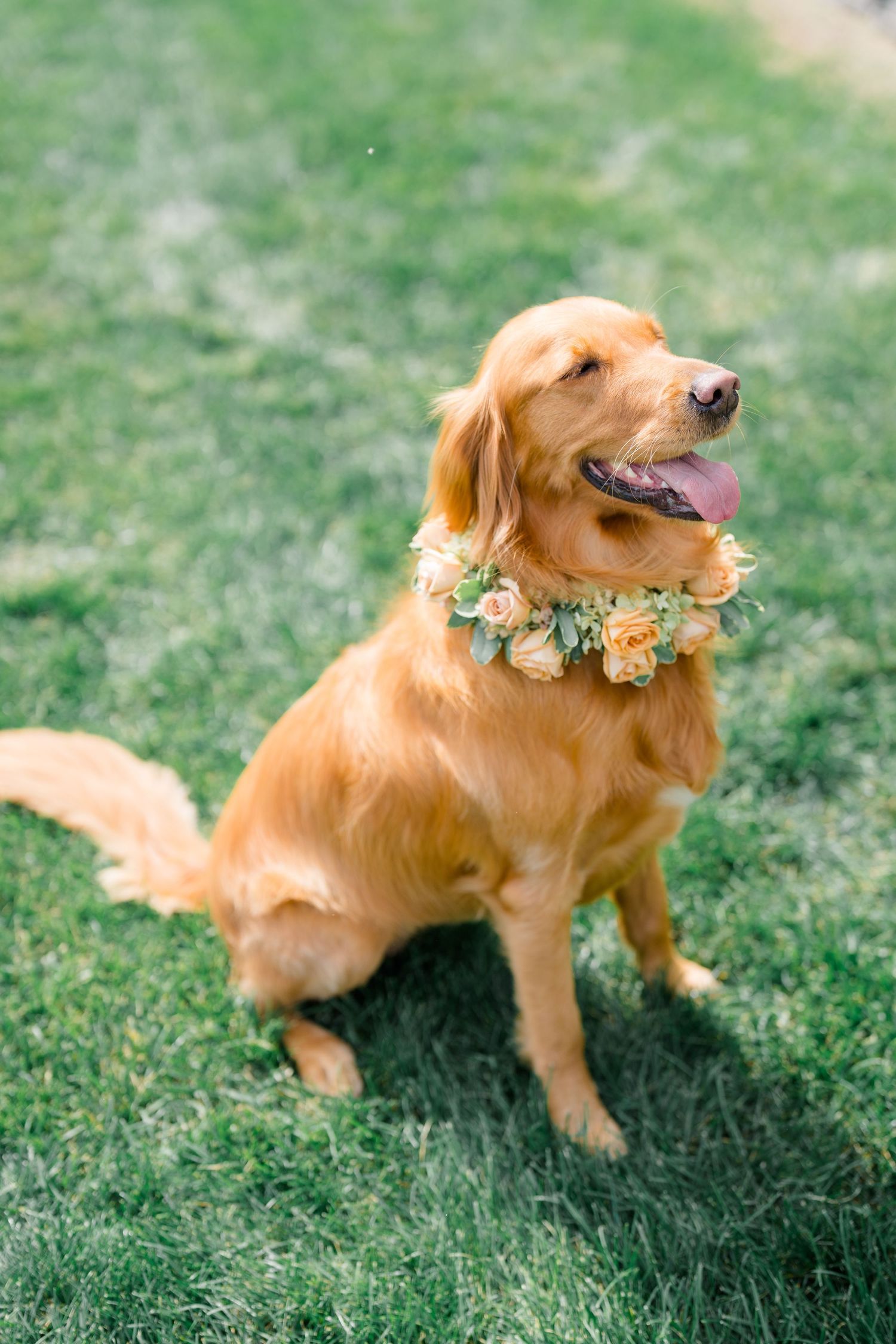 Golden retriever dog wearing a floral collar of peach roses sits on green grass with tongue out.