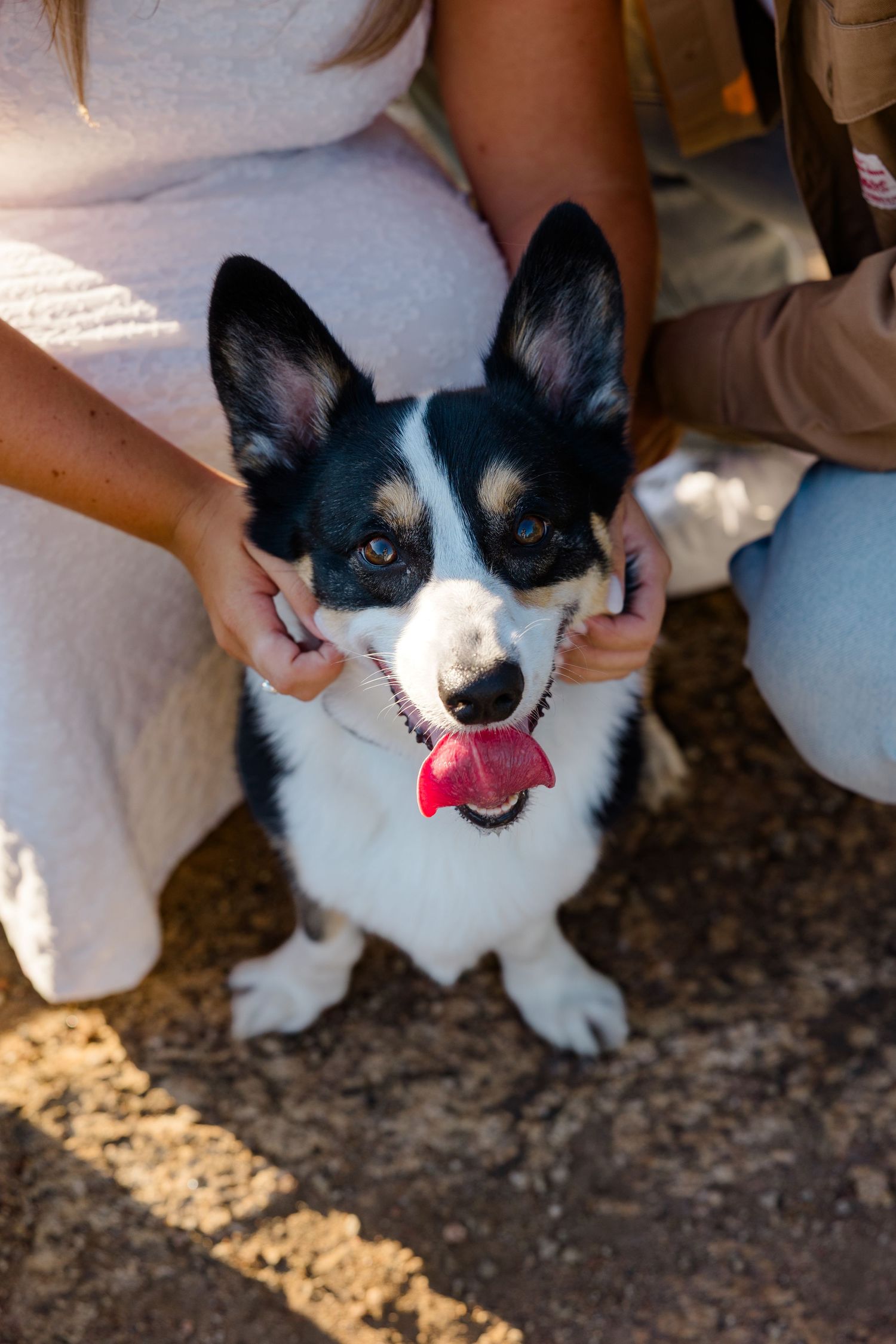 Black and white Corgi dog with tongue out being petted by two people outdoors in sunlight.