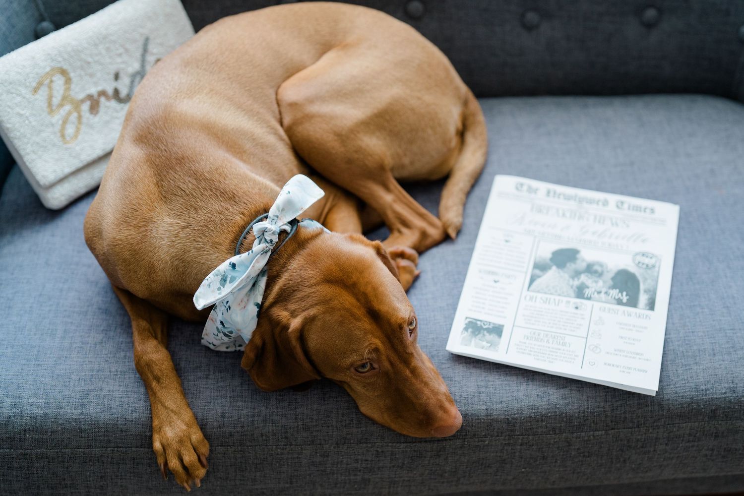 A brown dog sleeps peacefully on a gray couch next to an open book and a small gift box.