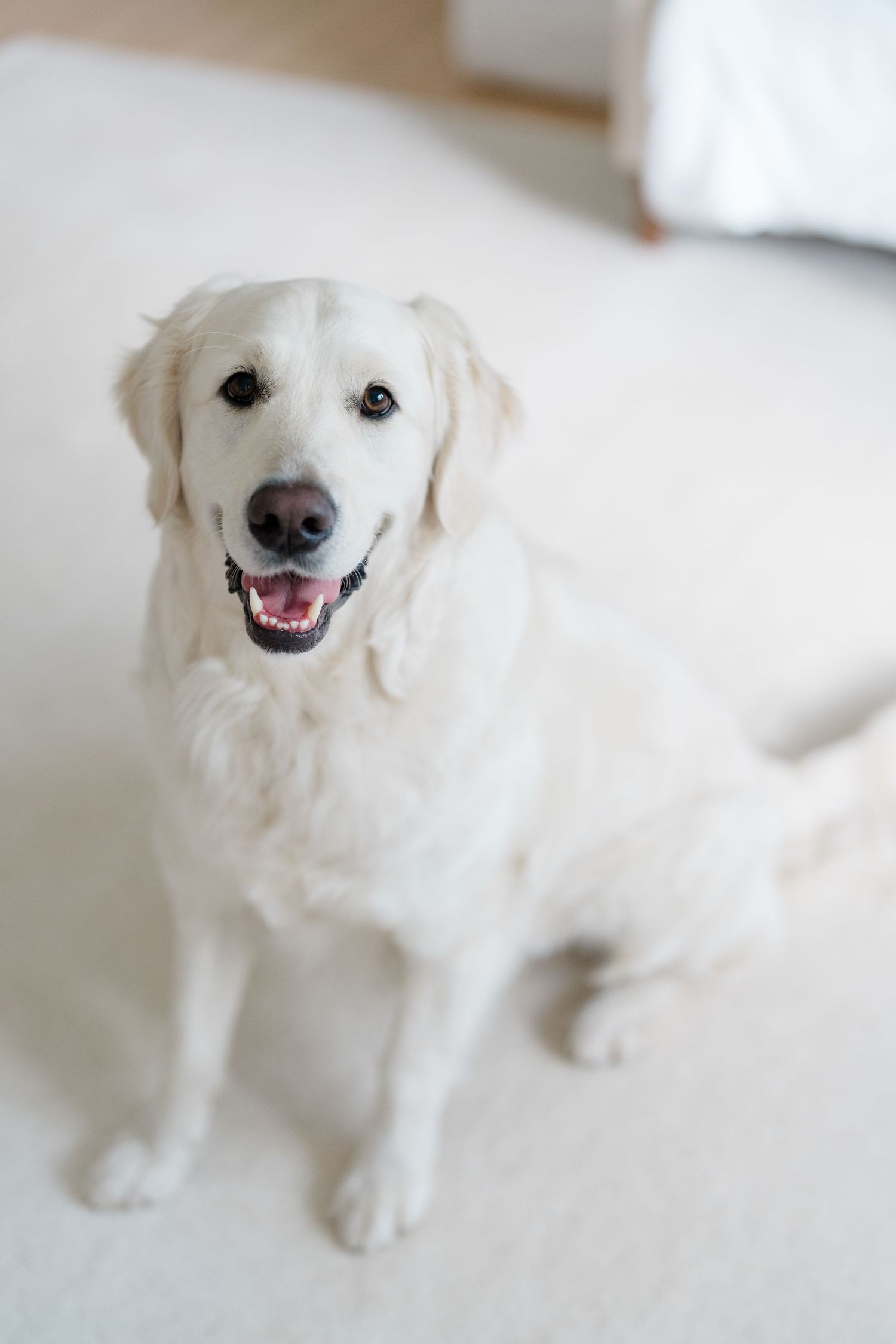 Happy white Golden Retriever with a bright smile sitting on a light colored floor.