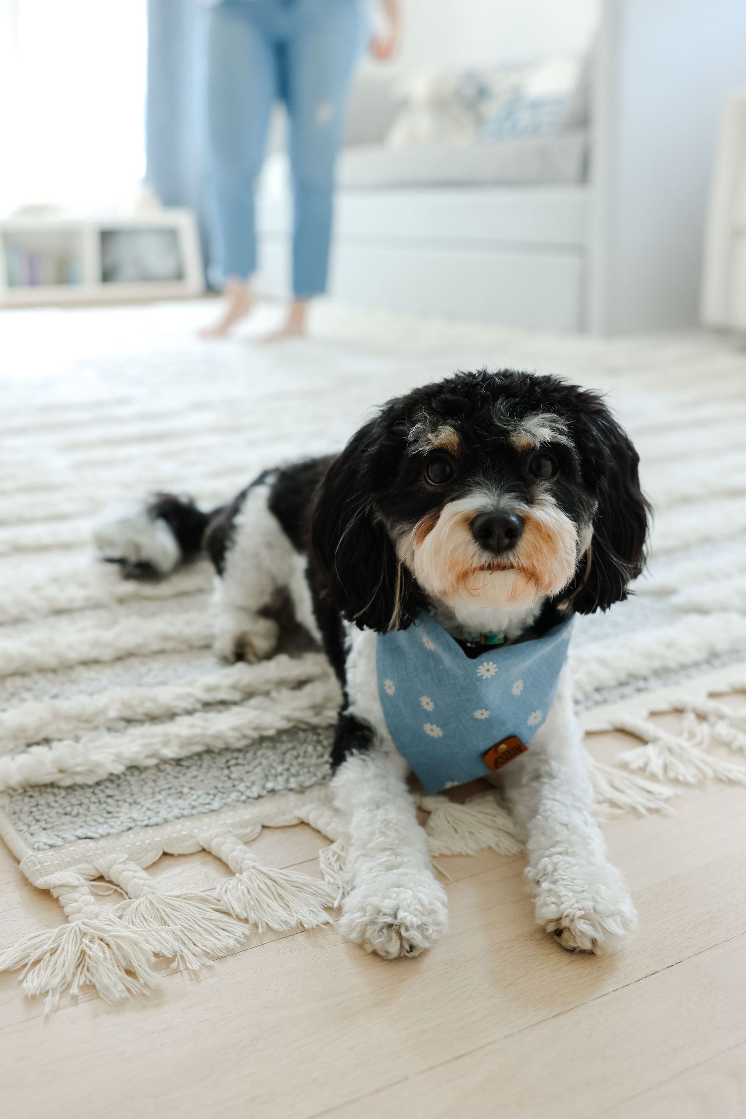 Black and white dog wearing blue bandana lies on cream colored carpet while owner stands in background.