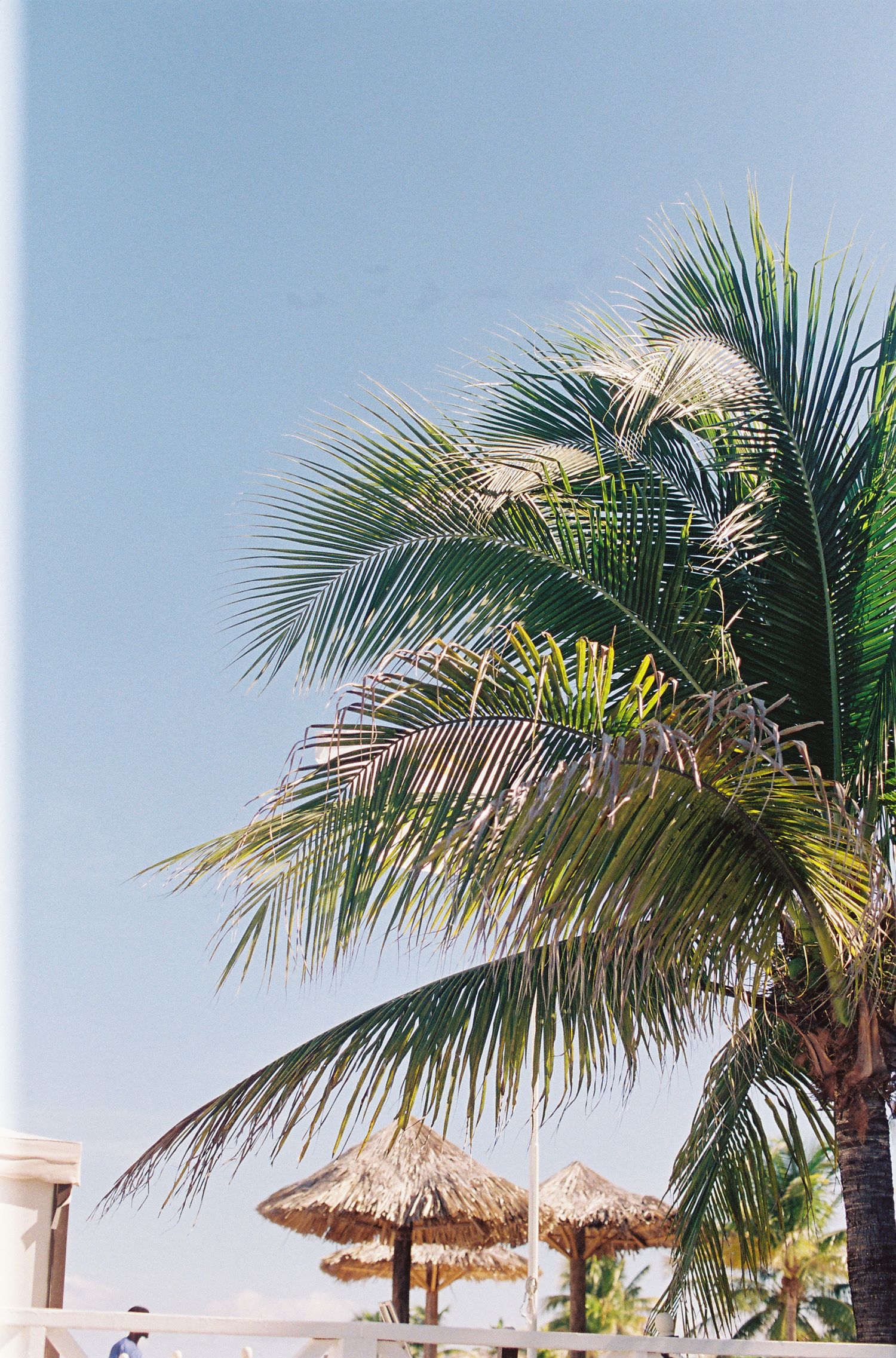 Lush green palm trees sway against a clear blue sky above thatched beach umbrellas at a tropical resort.