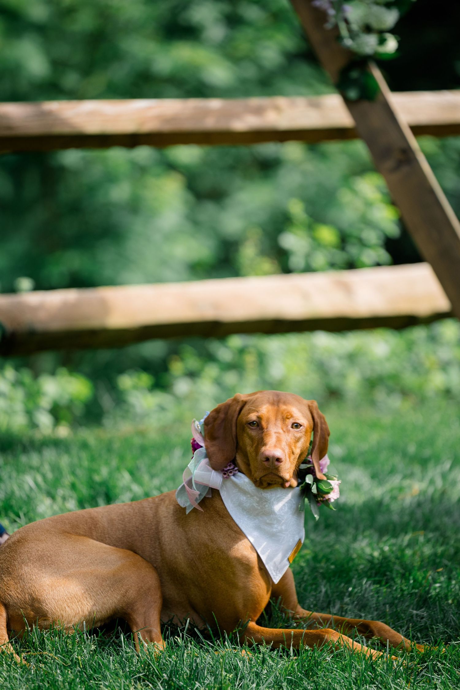Vizsla dog wearing a white bandana lies elegantly on green grass beneath wooden fence rails in a garden setting.