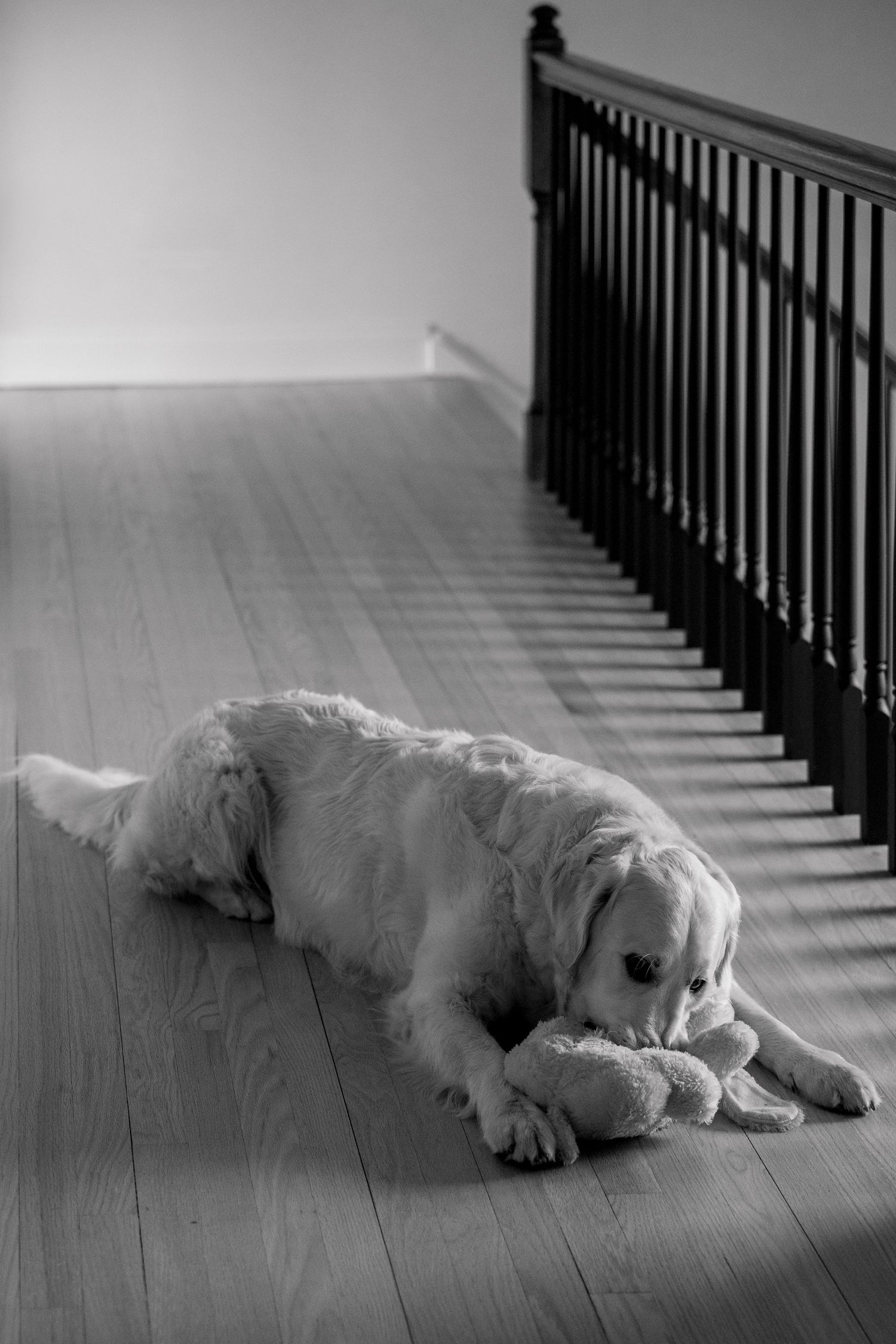 Black and white photograph of a white dog sleeping peacefully on a hardwood floor near stairs with shadows.