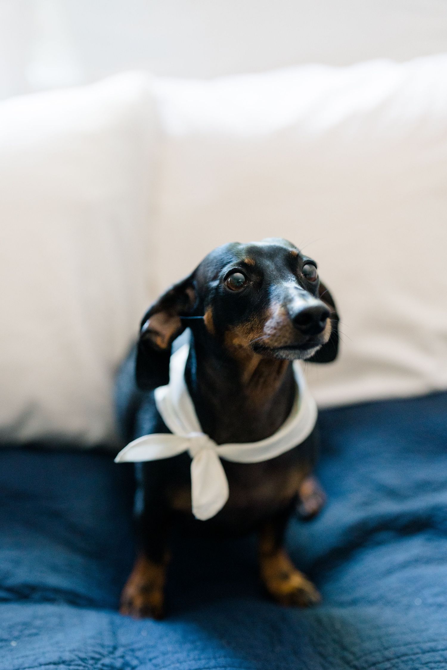 A dachshund wearing a white bandana sits on a blue bed with white pillows.