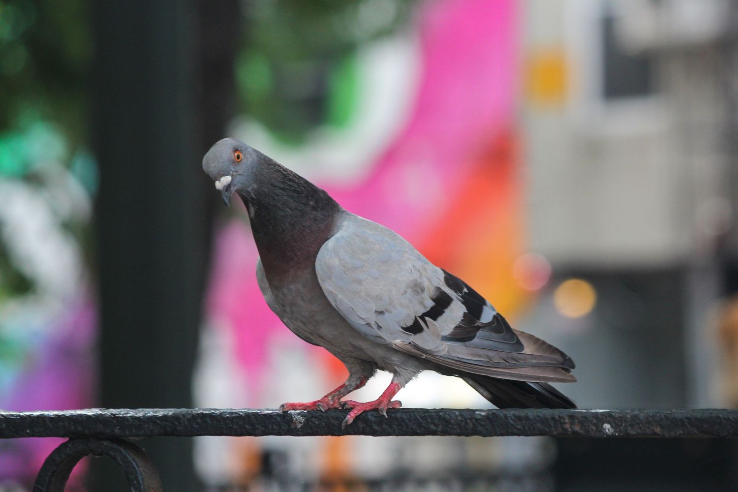 Pigeon perched on a railing with colorful blurred background.