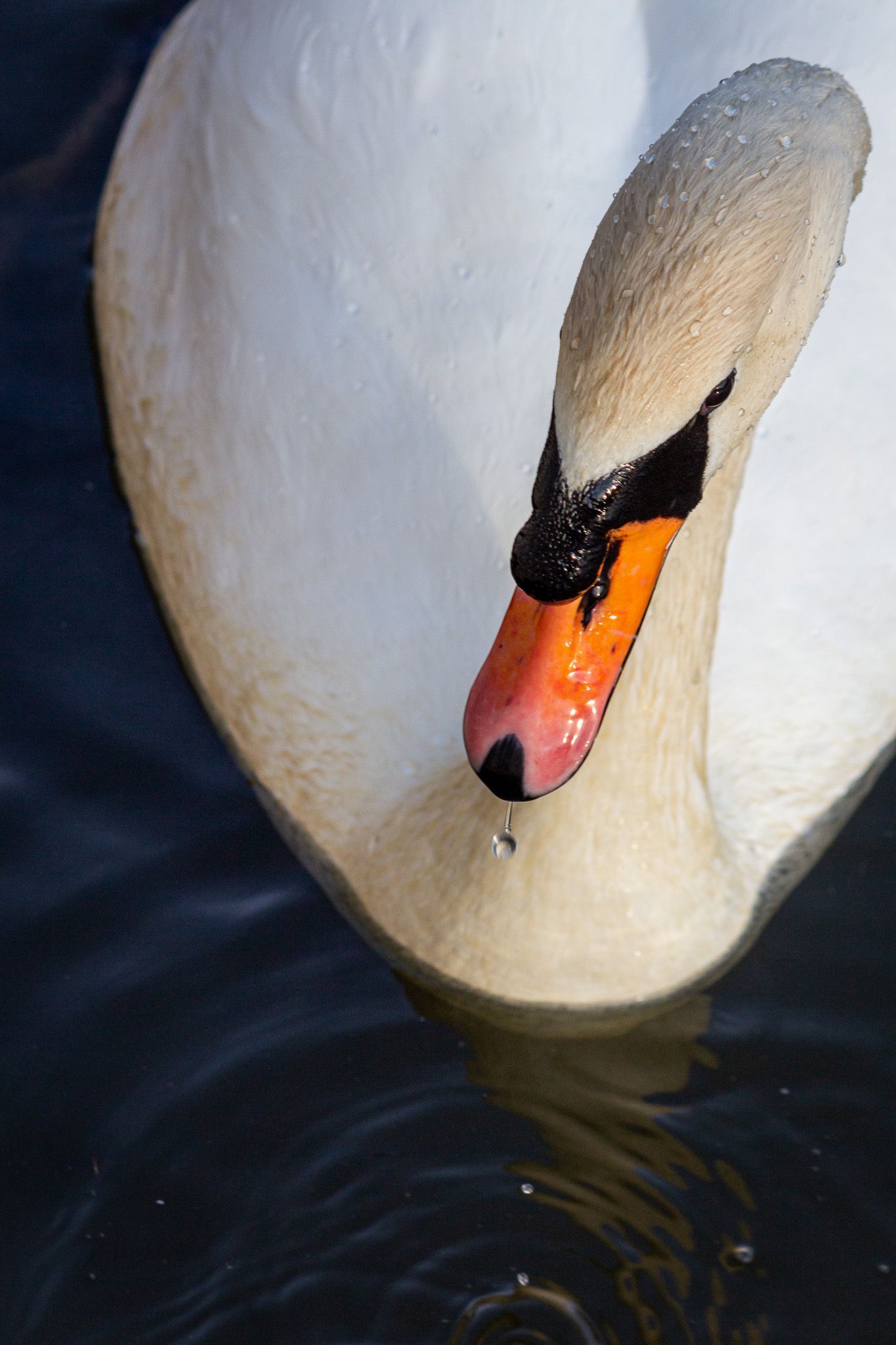 Close-up portrait of an elegant white swan with orange beak reflecting in dark water.