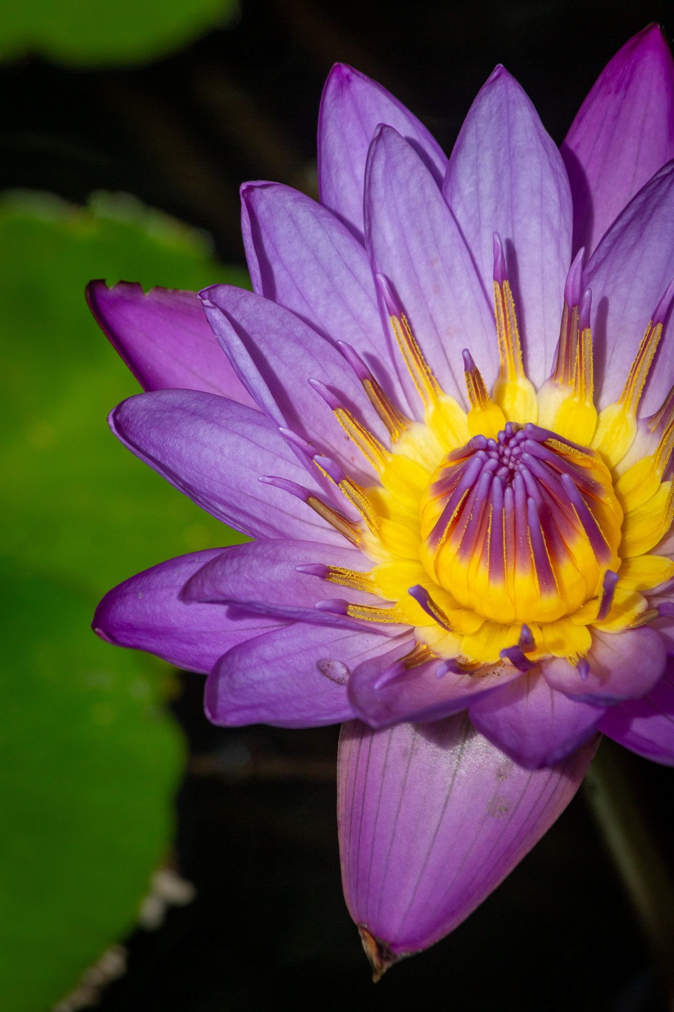 Vibrant purple water lily flower with yellow center in full bloom against dark background.