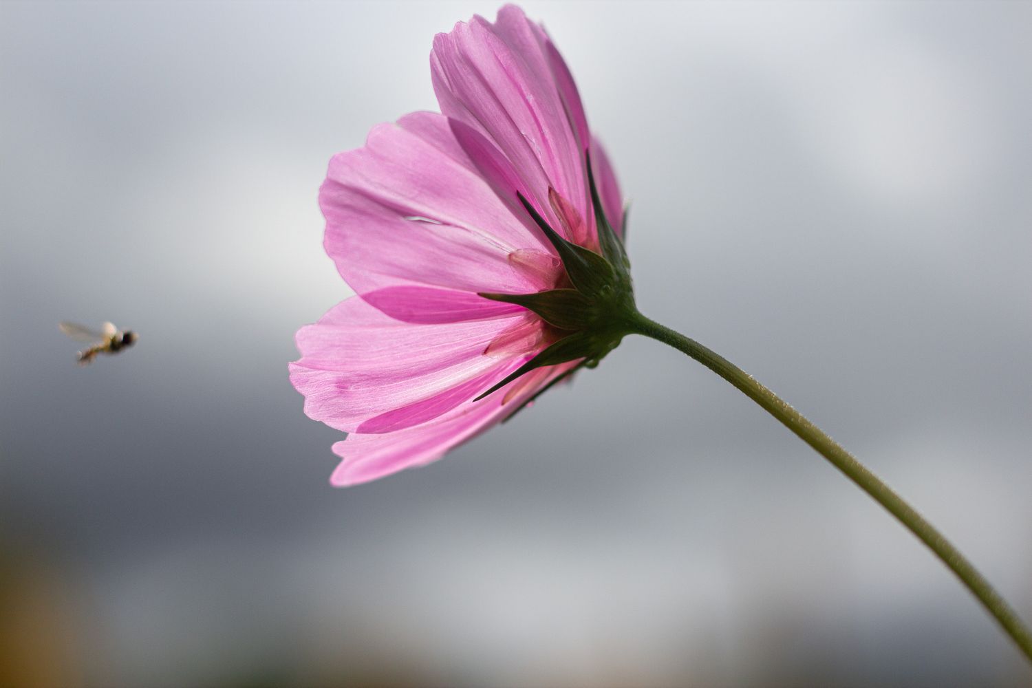 Pink cosmos flower swaying in the breeze with a bee approaching in soft focus.