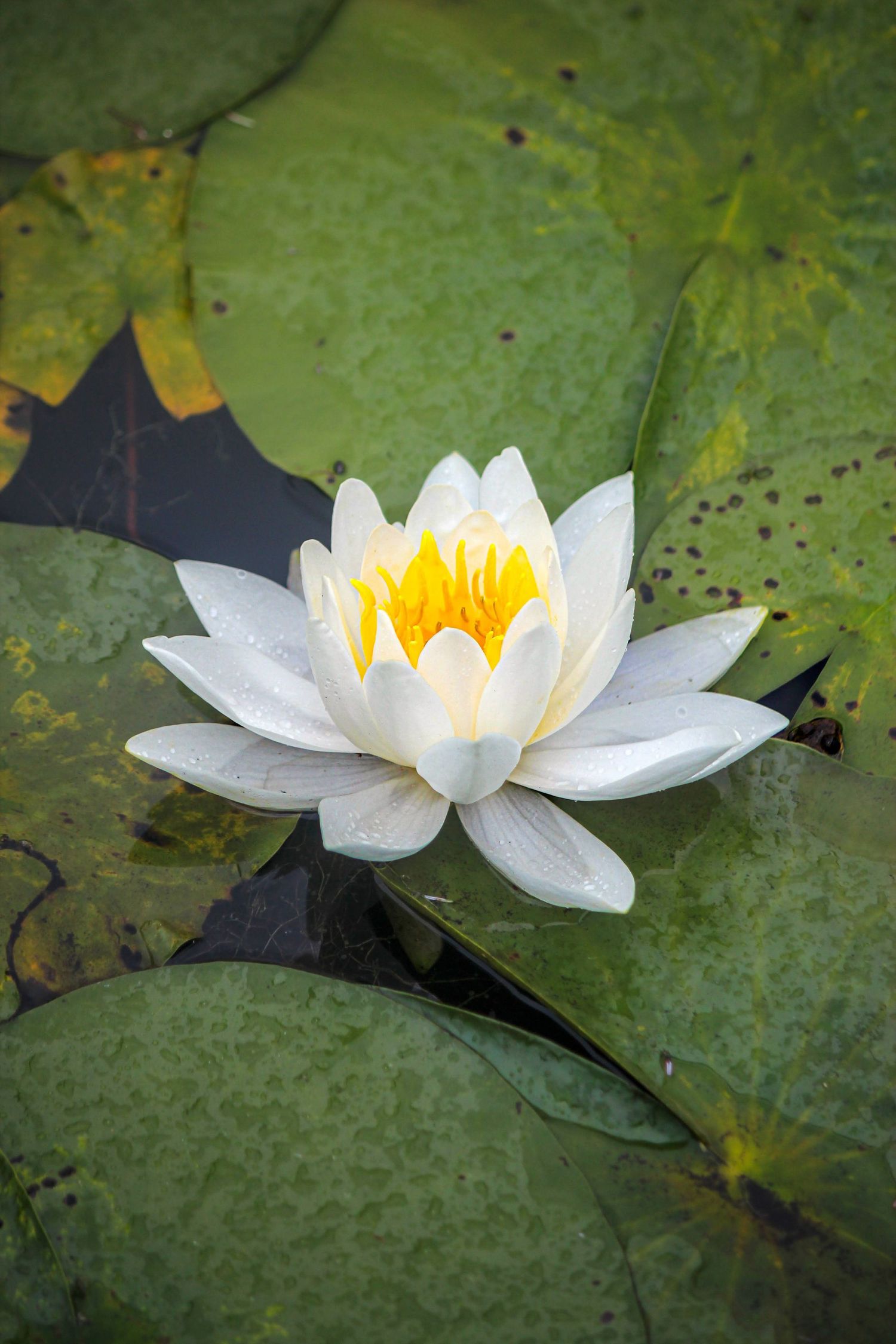 White water lily flower blooming among green lily pads in pond.