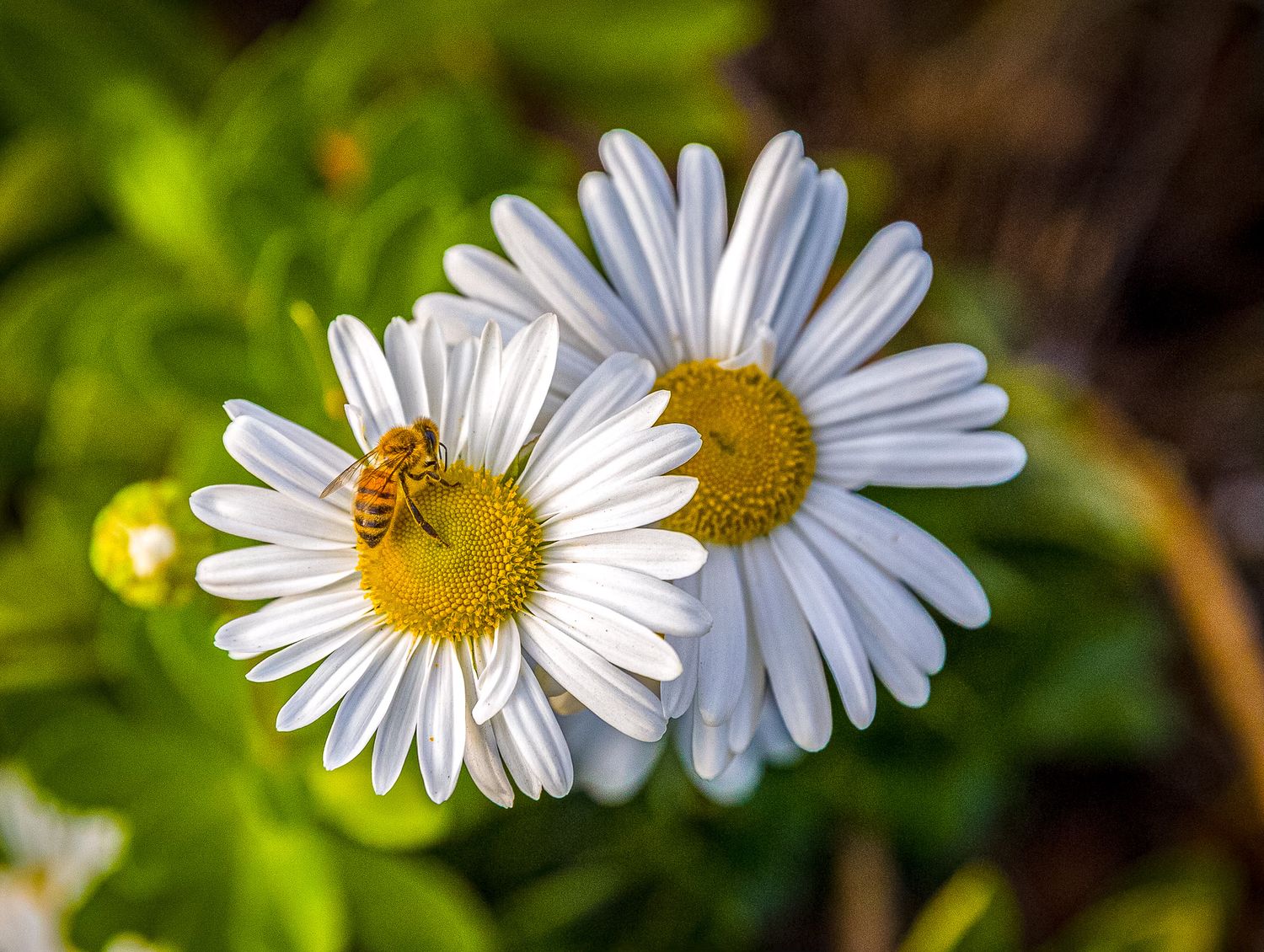 White daisy flowers with yellow centers visited by honey bees in bright sunlight.