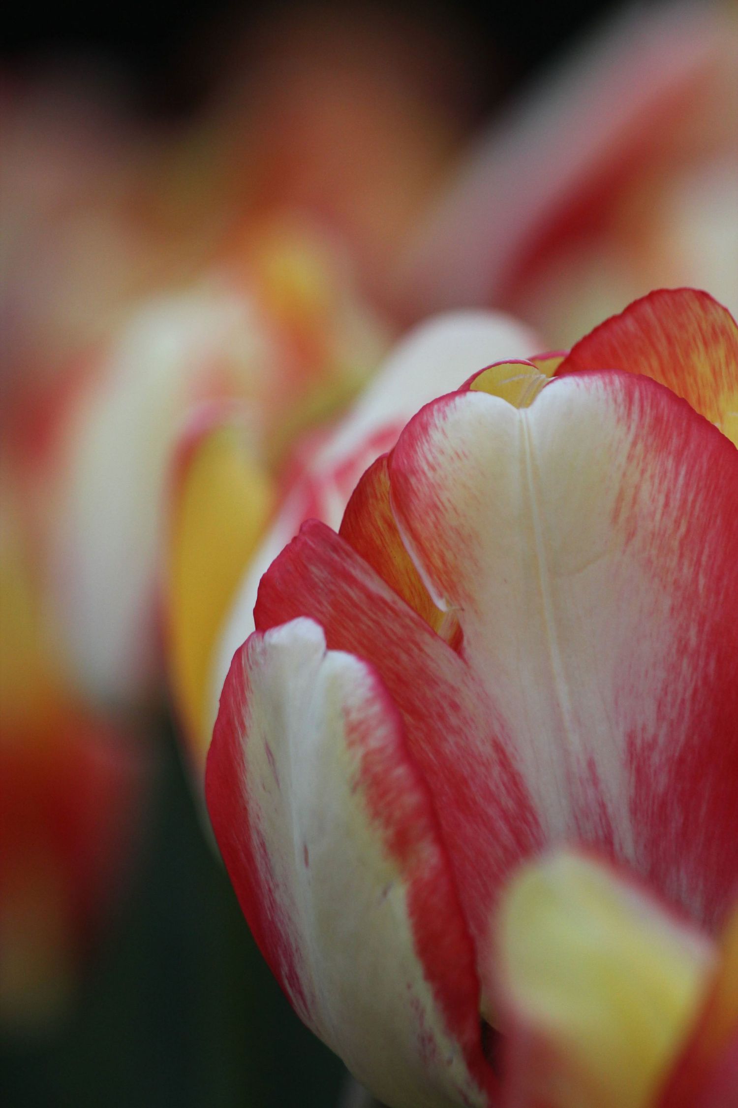 Close-up of red and white tulip petals with soft focus background.