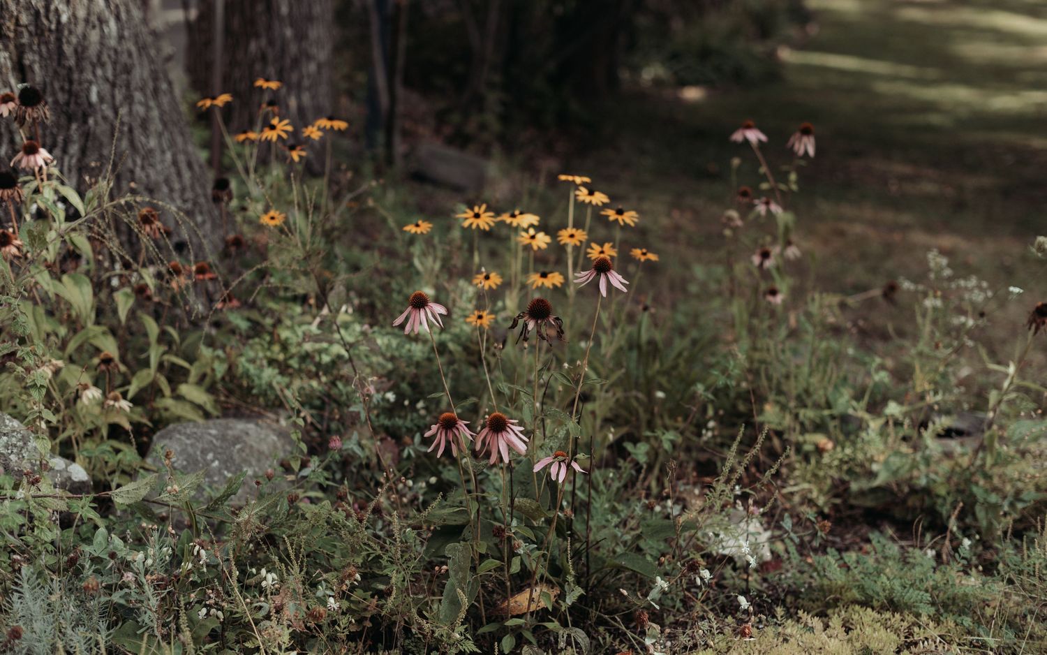 Delicate pink and orange flowers bloom along a garden path in natural sunlight.