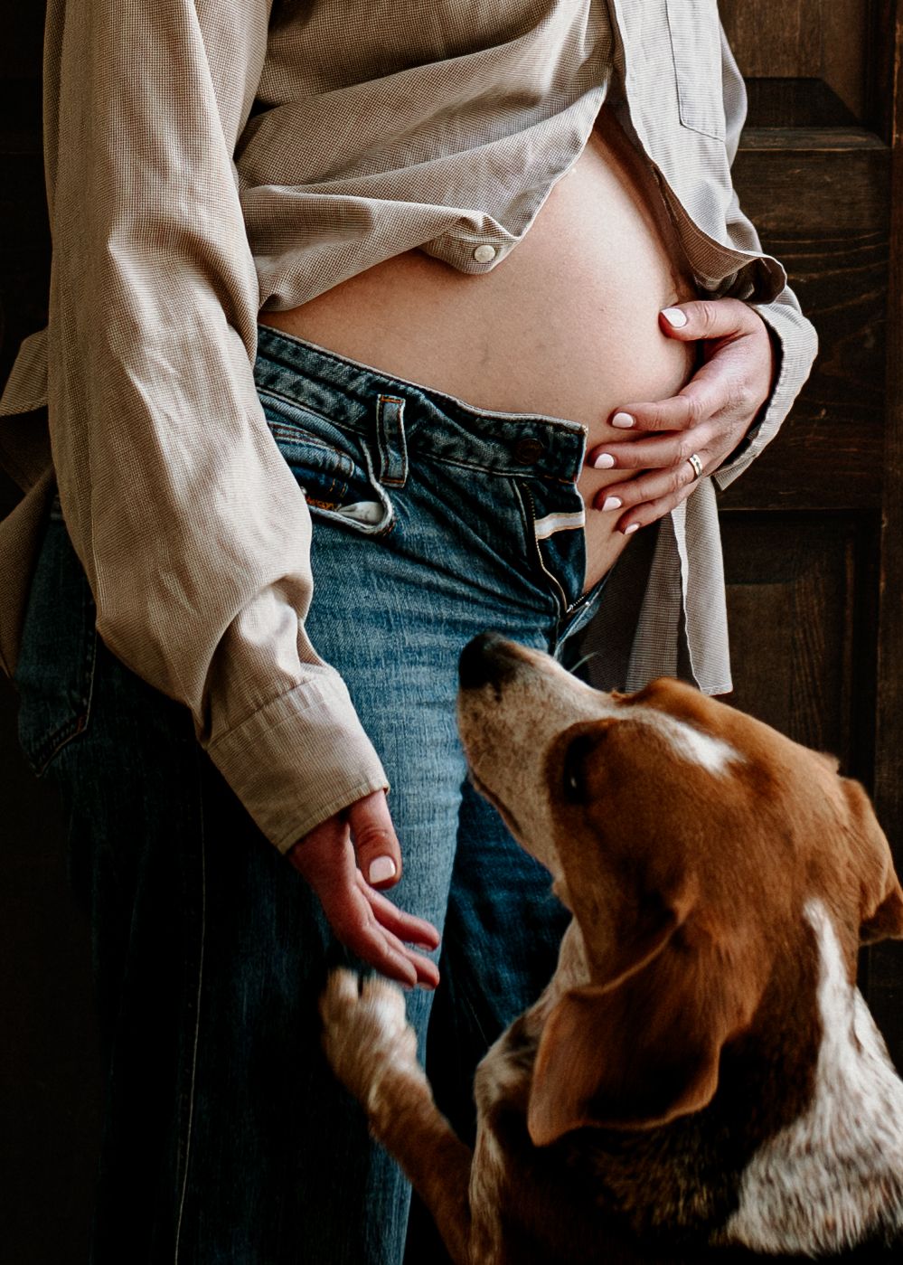 Pregnant woman in jeans lifts shirt to reveal baby bump while a beagle dog looks up curiously.