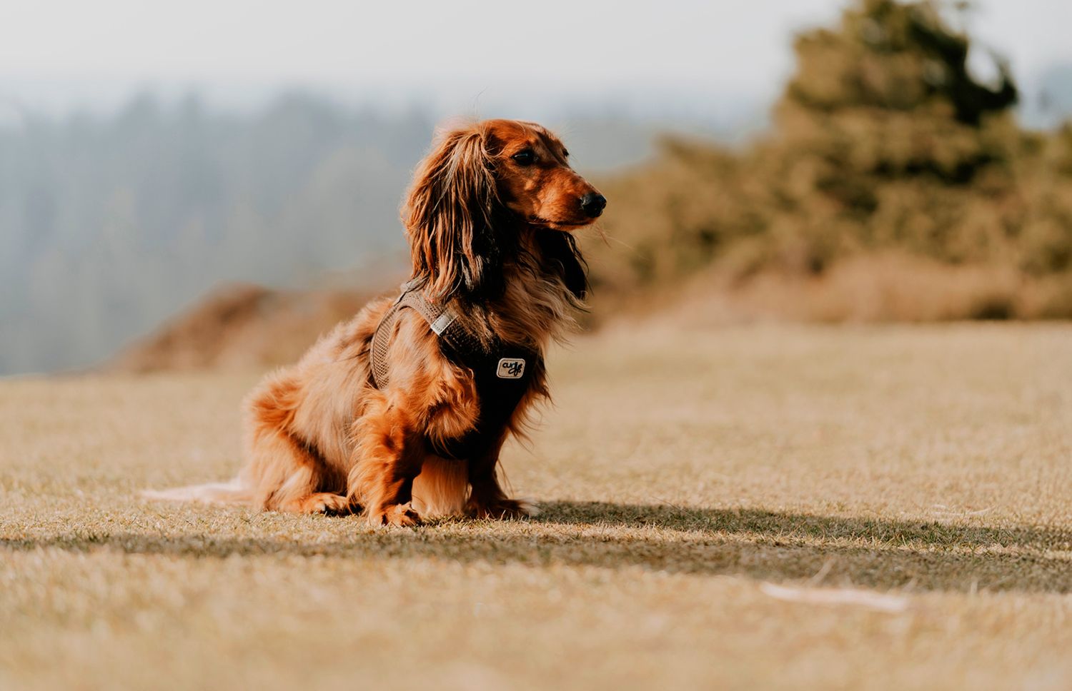 Dyrefotograf Aalborg – gravhund nyder udsigten, taget af fotograf i Aalborg, JOEhansenFOTO.