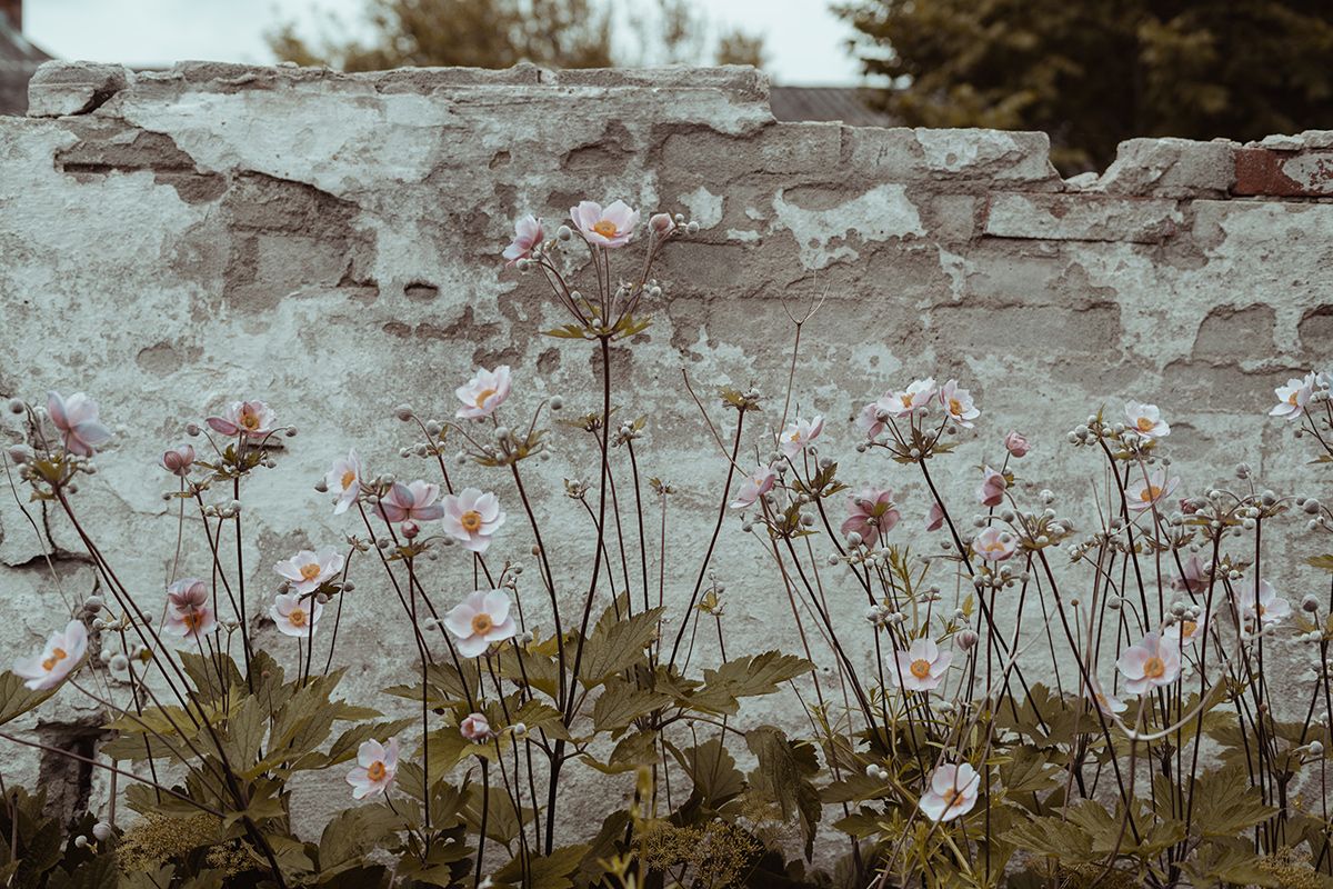 Høstblomster mod en skallet væg, taget af fotograf i Aalborg, JOEhansenFOTO.