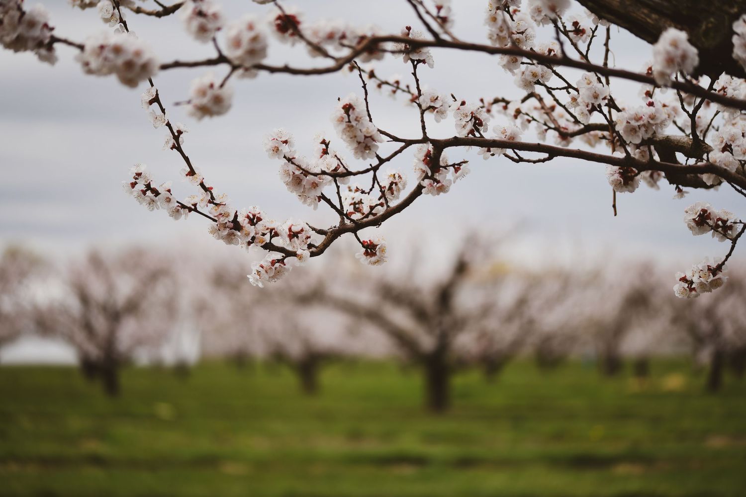 Cherry blossom branches in focus with blurred orchard trees in the background.