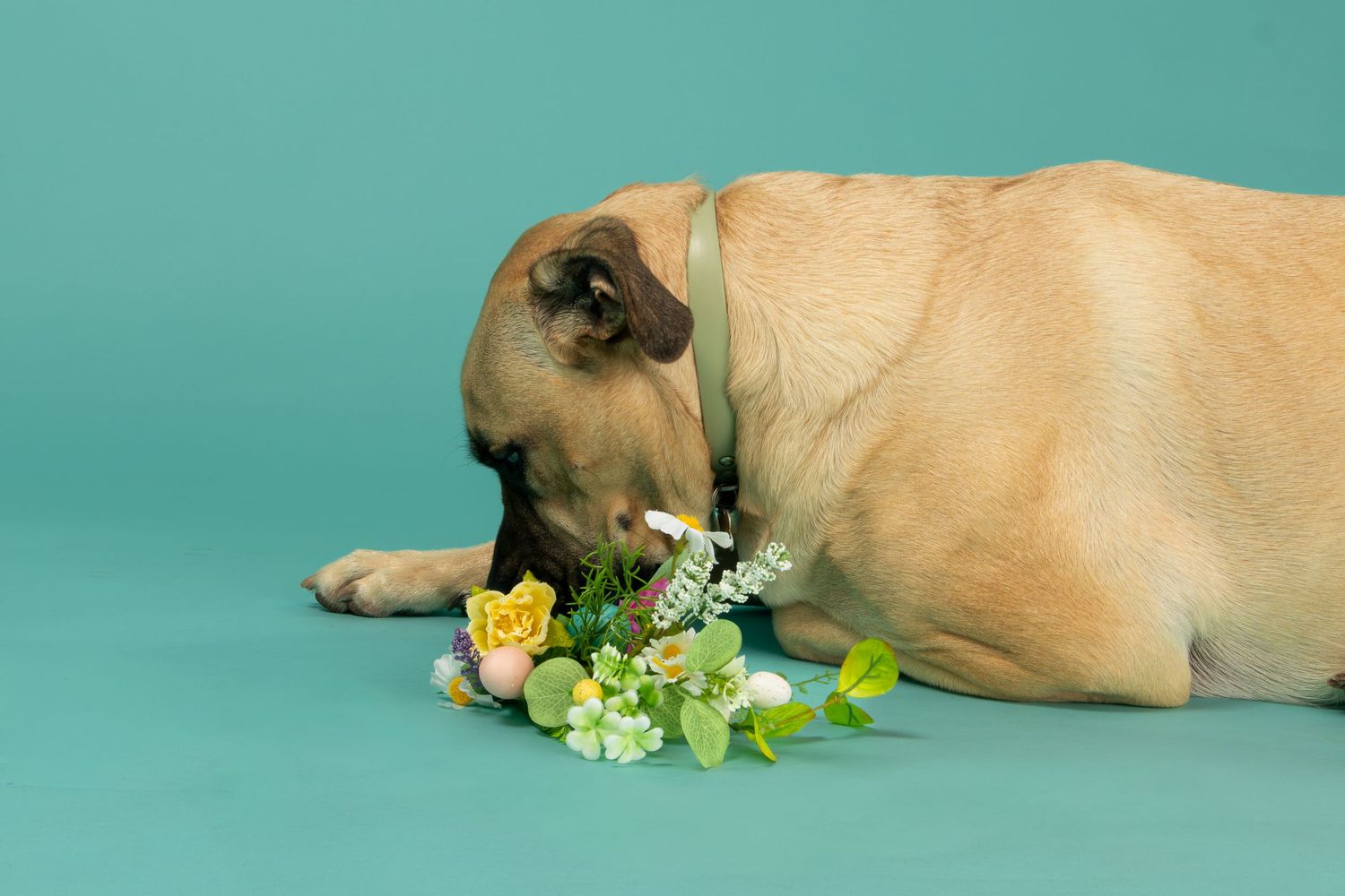 A fawn-colored dog sniffing colorful spring flowers on a teal background.