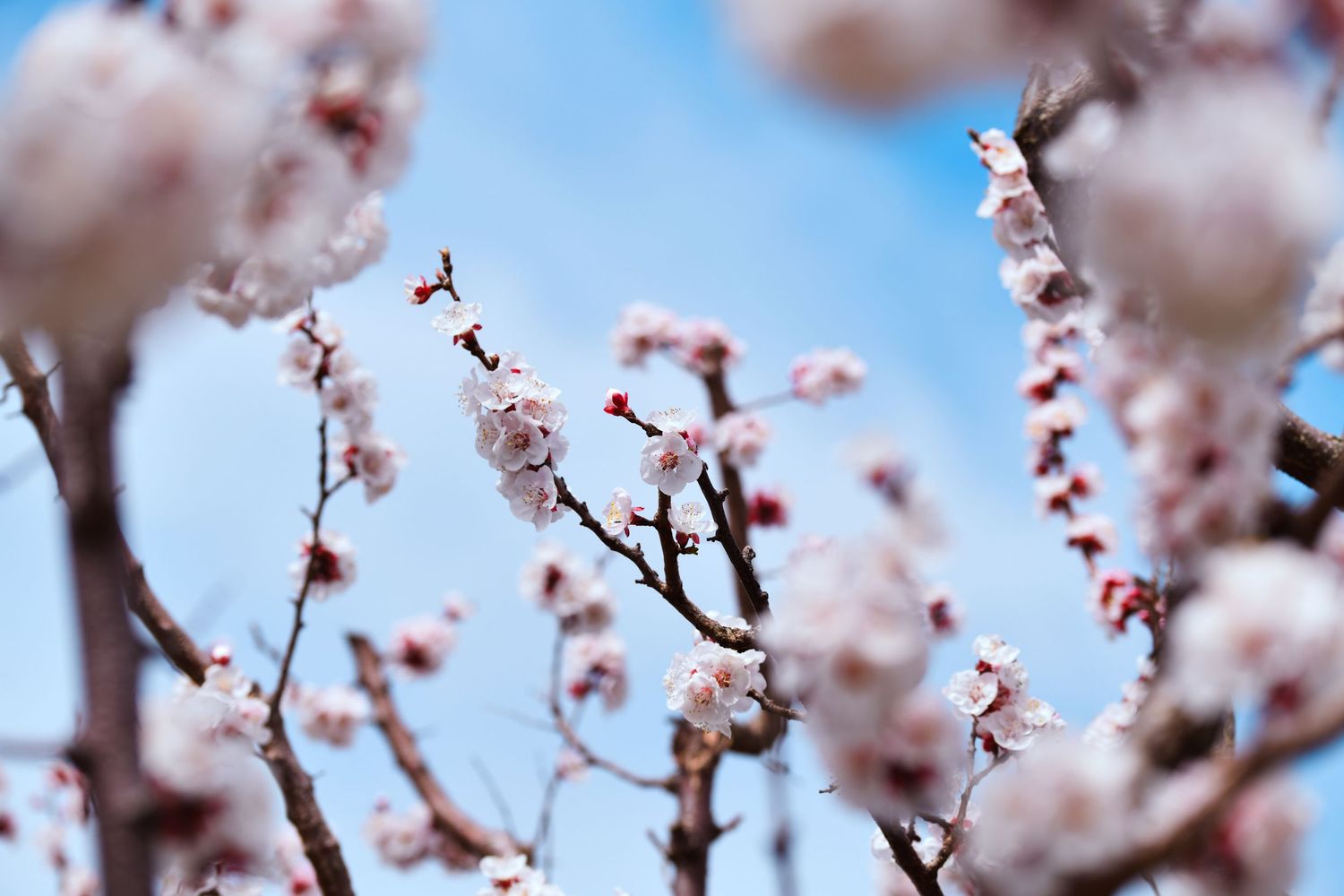 Delicate pink cherry blossoms blooming against a soft blue sky in springtime.