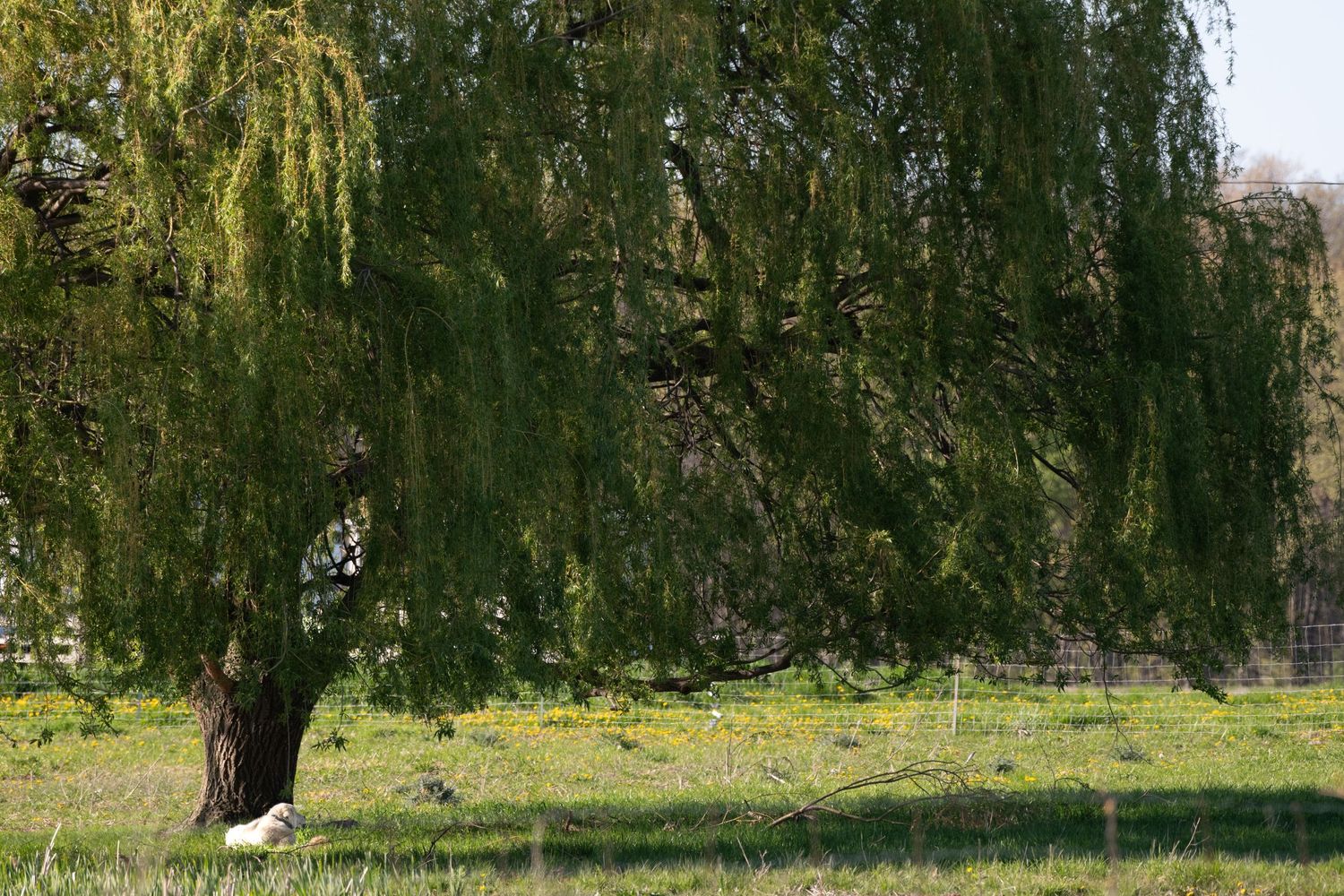 Weeping willow trees create a green canopy over a sunny spring landscape.