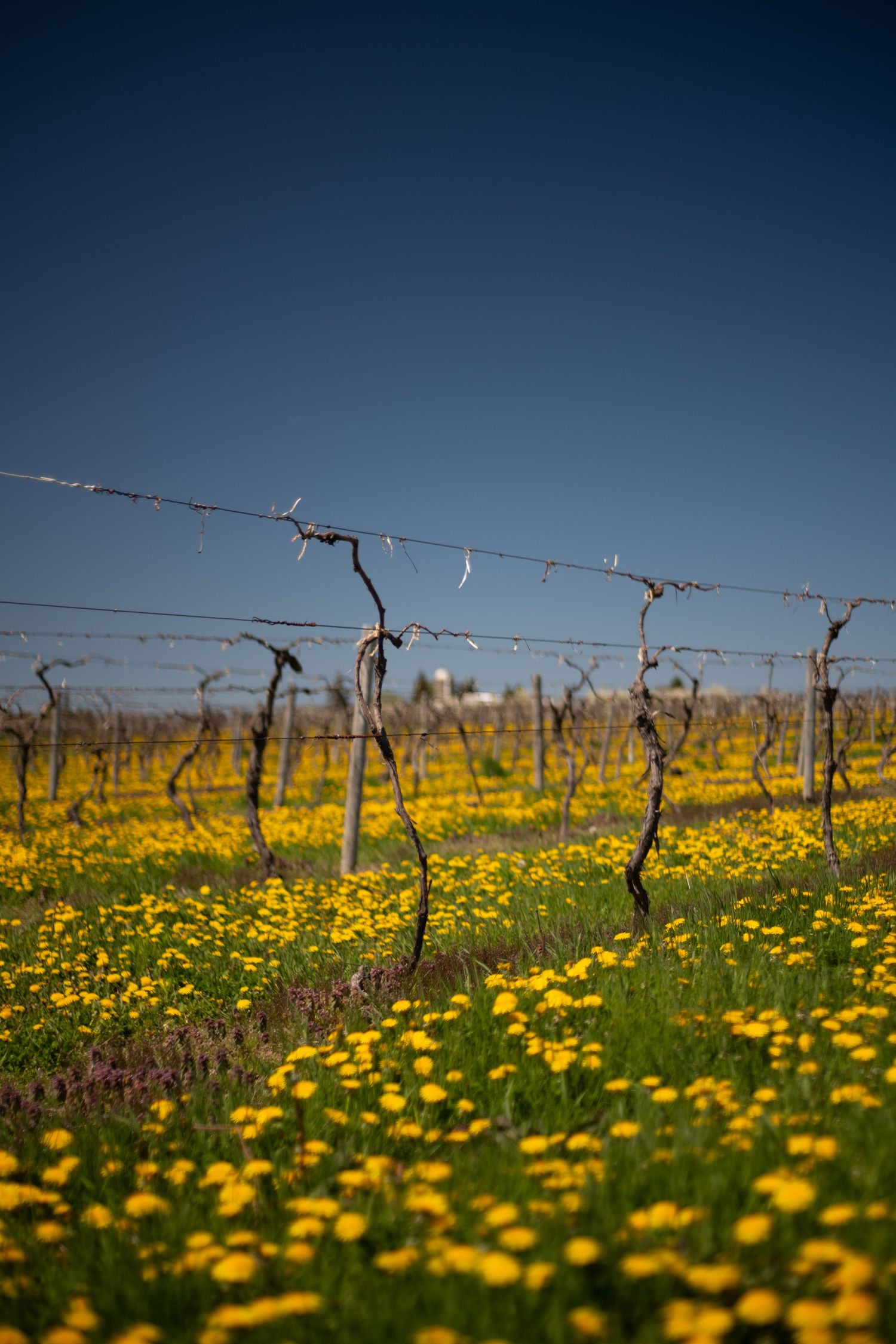 Yellow wildflowers carpet a vineyard field with dormant grapevines in winter.