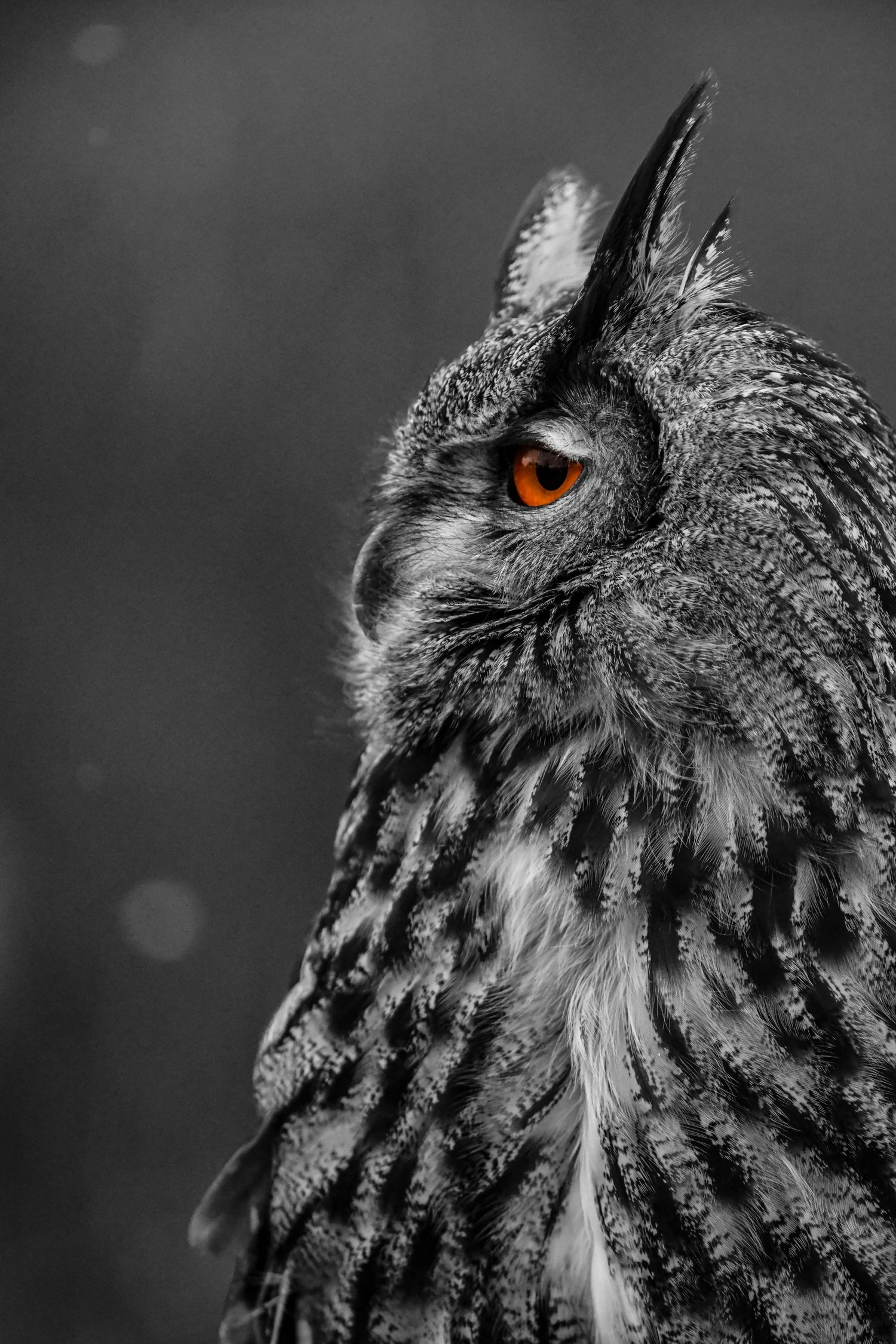Close-up portrait of an owl's face with striking orange eyes in black and white.