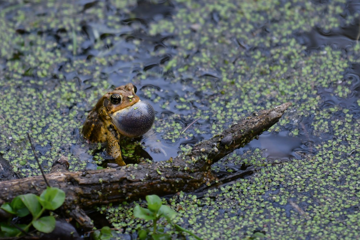 Fallen log covered in algae floats in still water with aquatic plants.