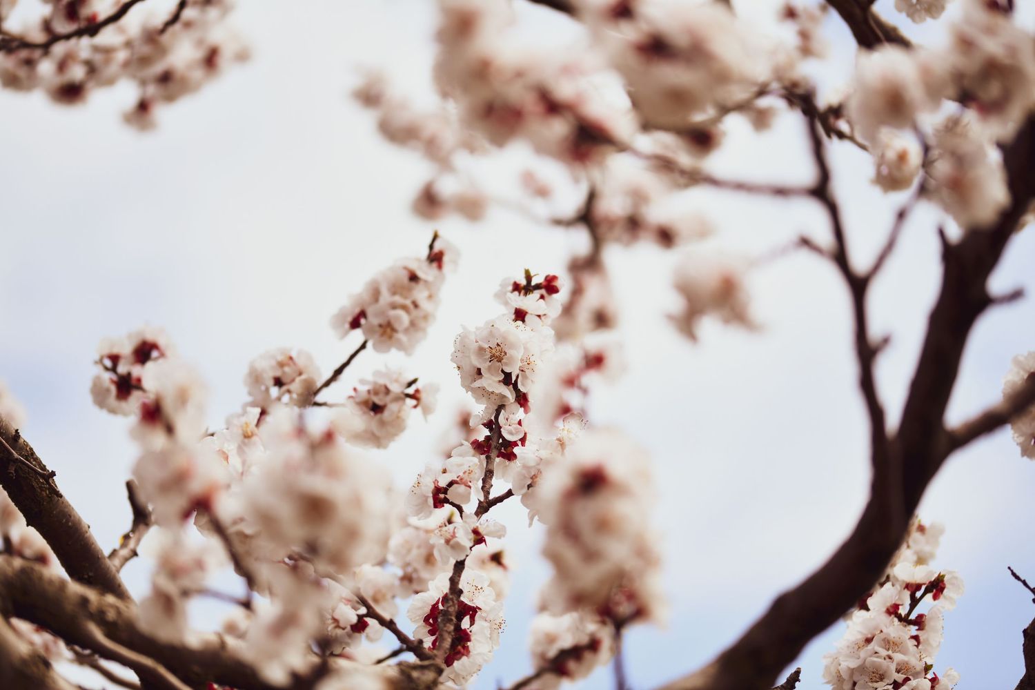 Delicate cherry blossoms in soft pink tones blooming against bright sky.
