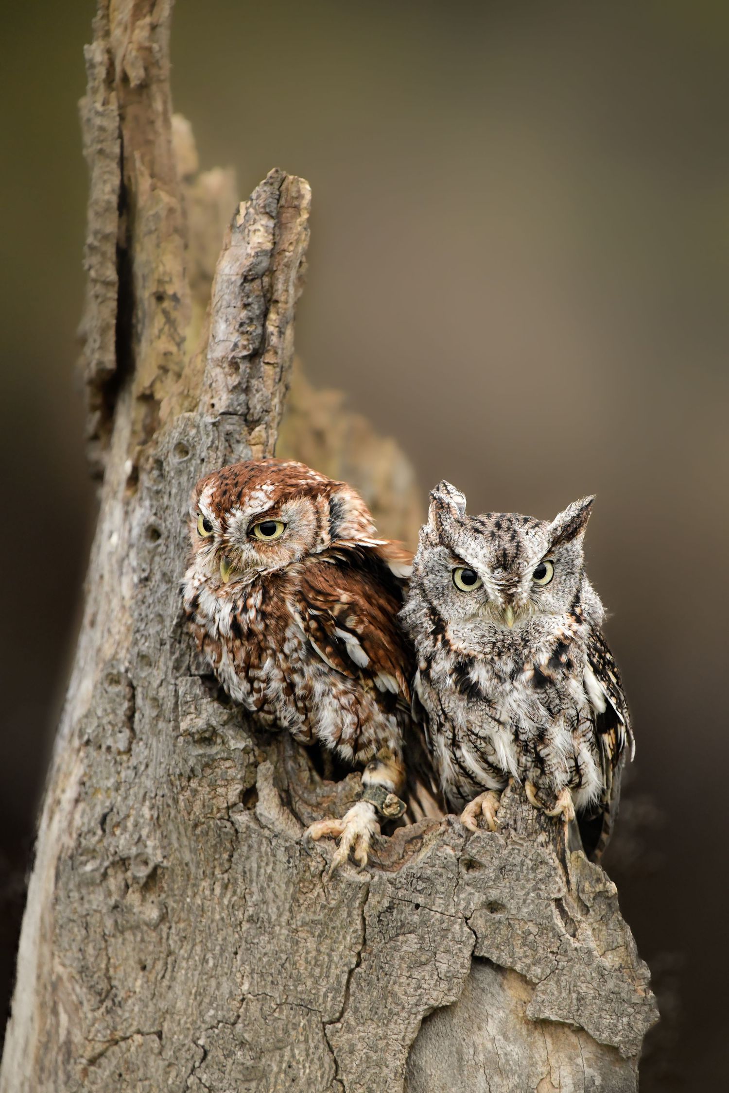 Two Eastern Screech Owls perched together in a hollow tree trunk showing their camouflaged feathers.