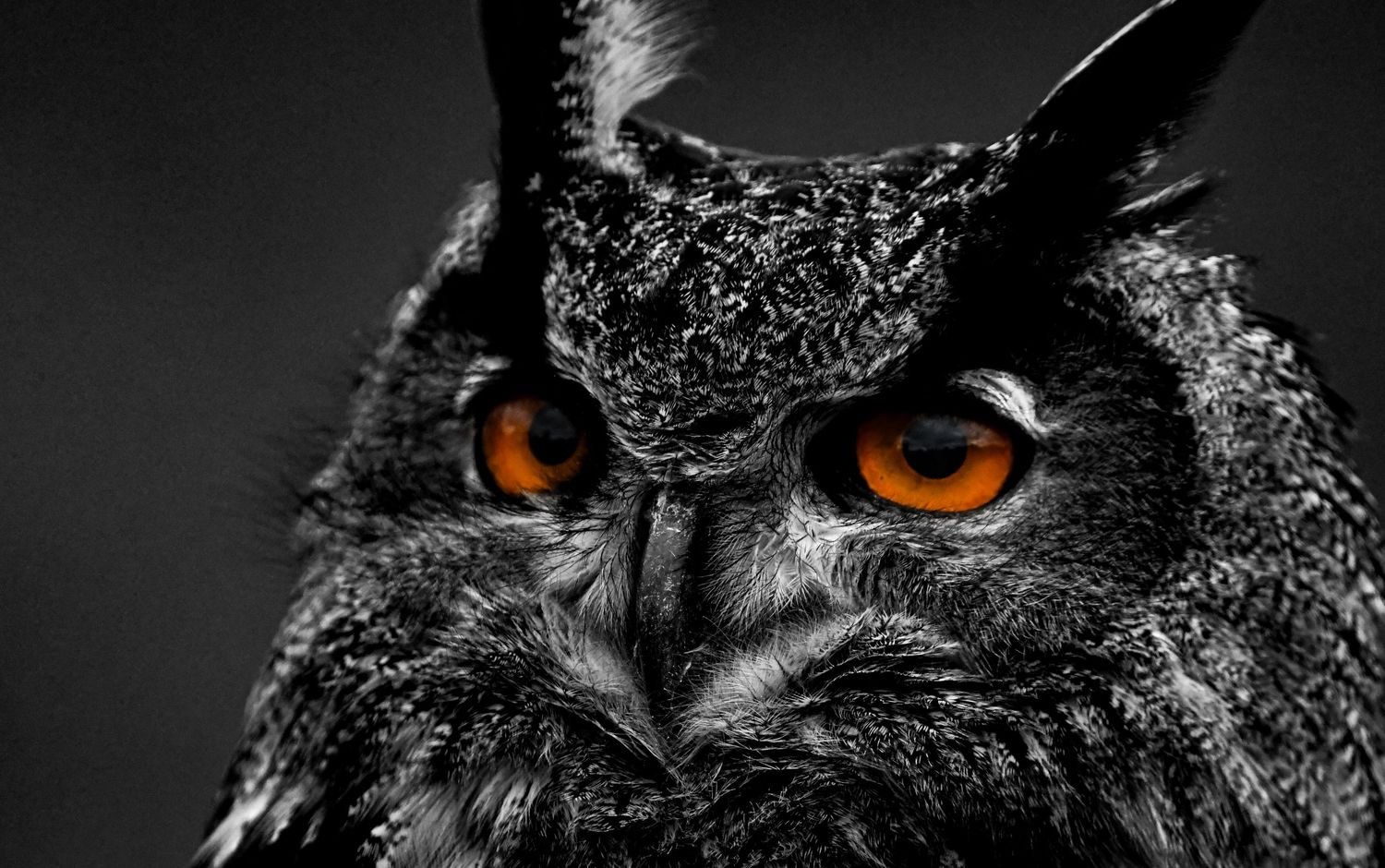 Dramatic close-up of an owl's face with striking orange eyes against dark background.