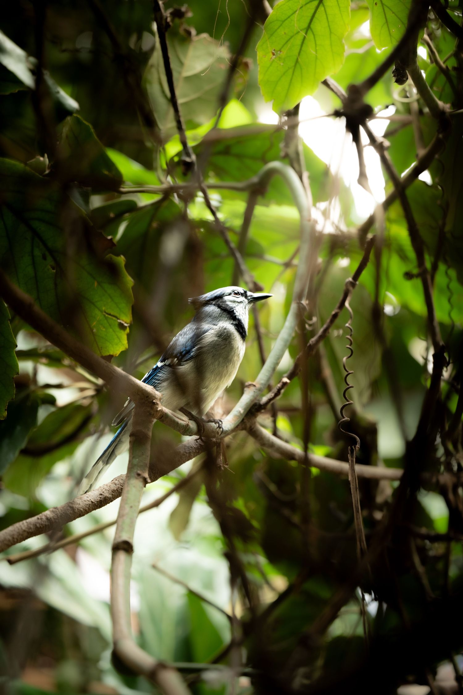 Small blue jay perched on a branch surrounded by green foliage in natural lighting.