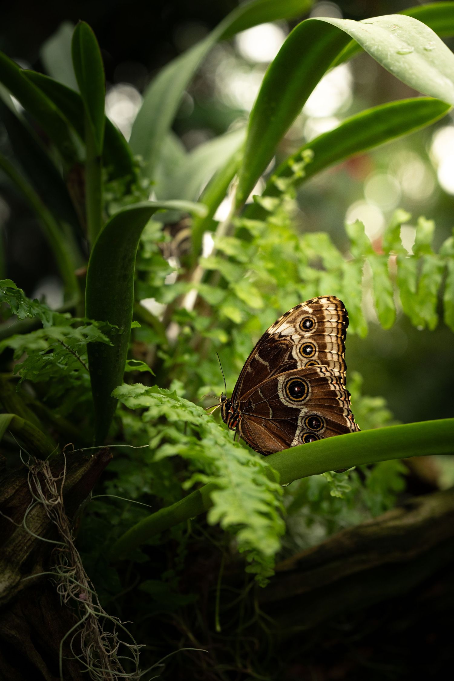 A brown owl butterfly rests on green ferns in a garden setting with soft bokeh lighting.
