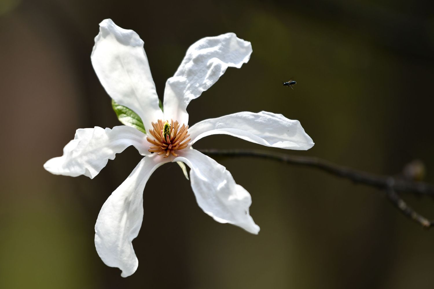 White magnolia flowers blooming on bare branches in early spring.