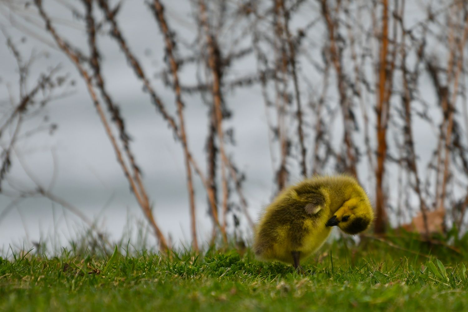 A young gosling scratching it's tummy with it's beak, on grass against a blurred river background.