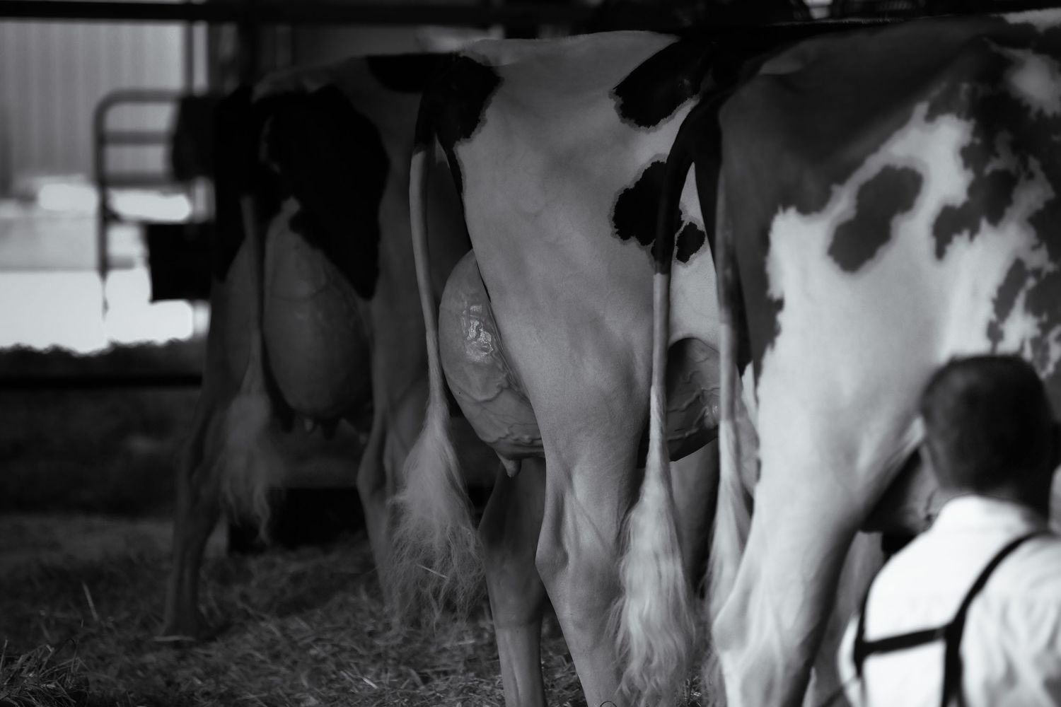 Black and white photographs showing dairy cattle in a row.