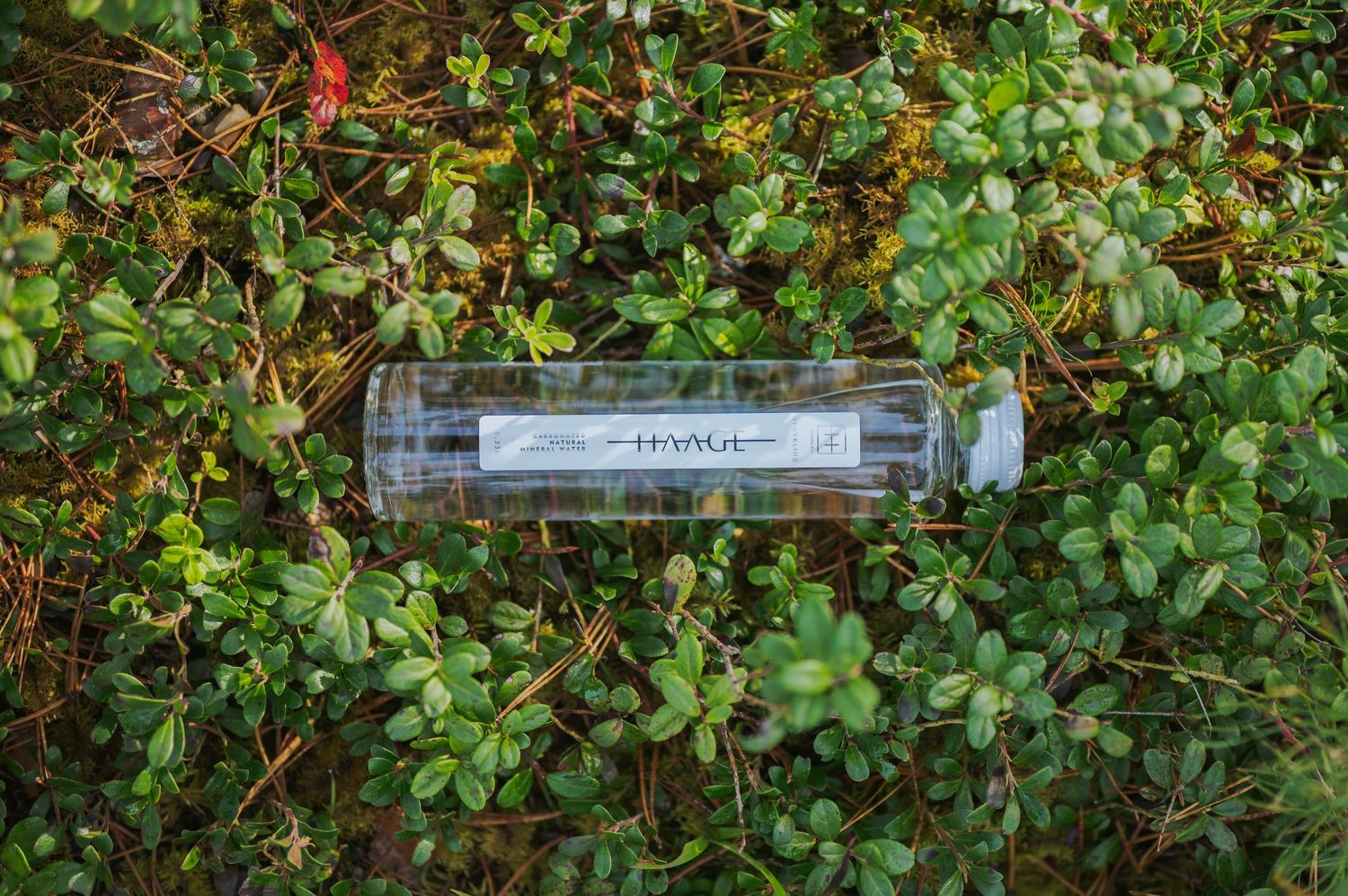 A transparent pen case resting on lush green moss and small leafy plants outdoors.