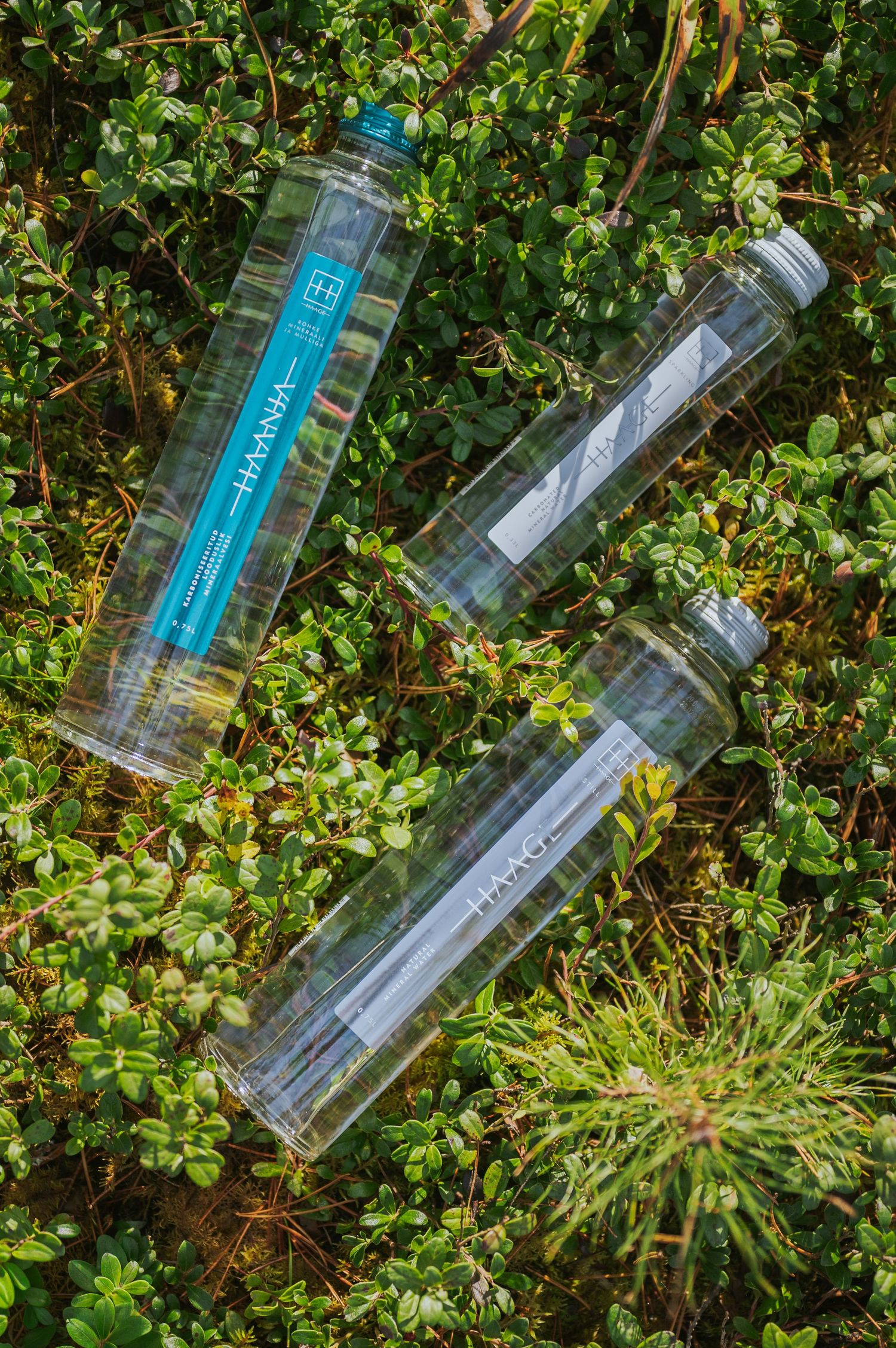 Three HAANJA water bottles arranged on lush green ground cover plants.