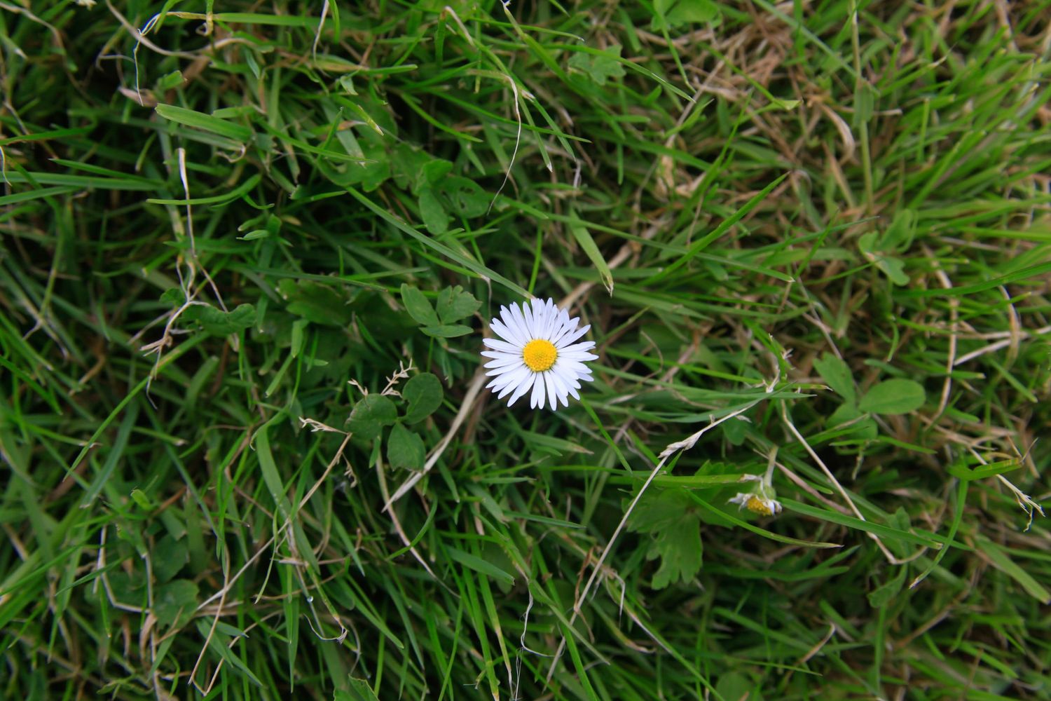 White daisy flower blooming among green grass in a garden setting.