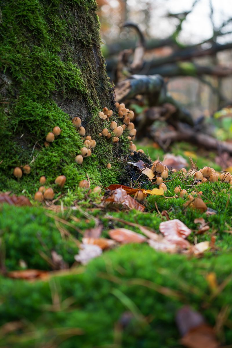 Cluster of tiny mushrooms growing at the base of a mossy tree trunk.