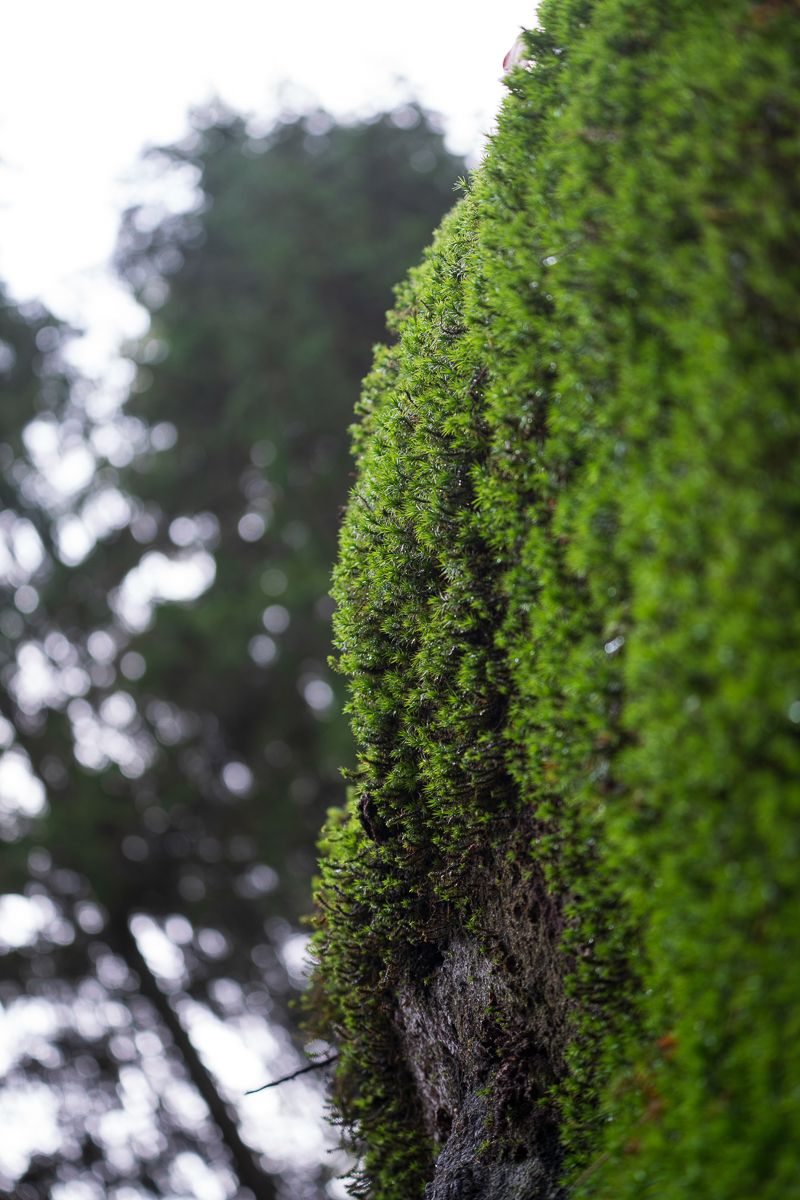 Vibrant green moss growing on a tree trunk in a forest with soft bokeh background.